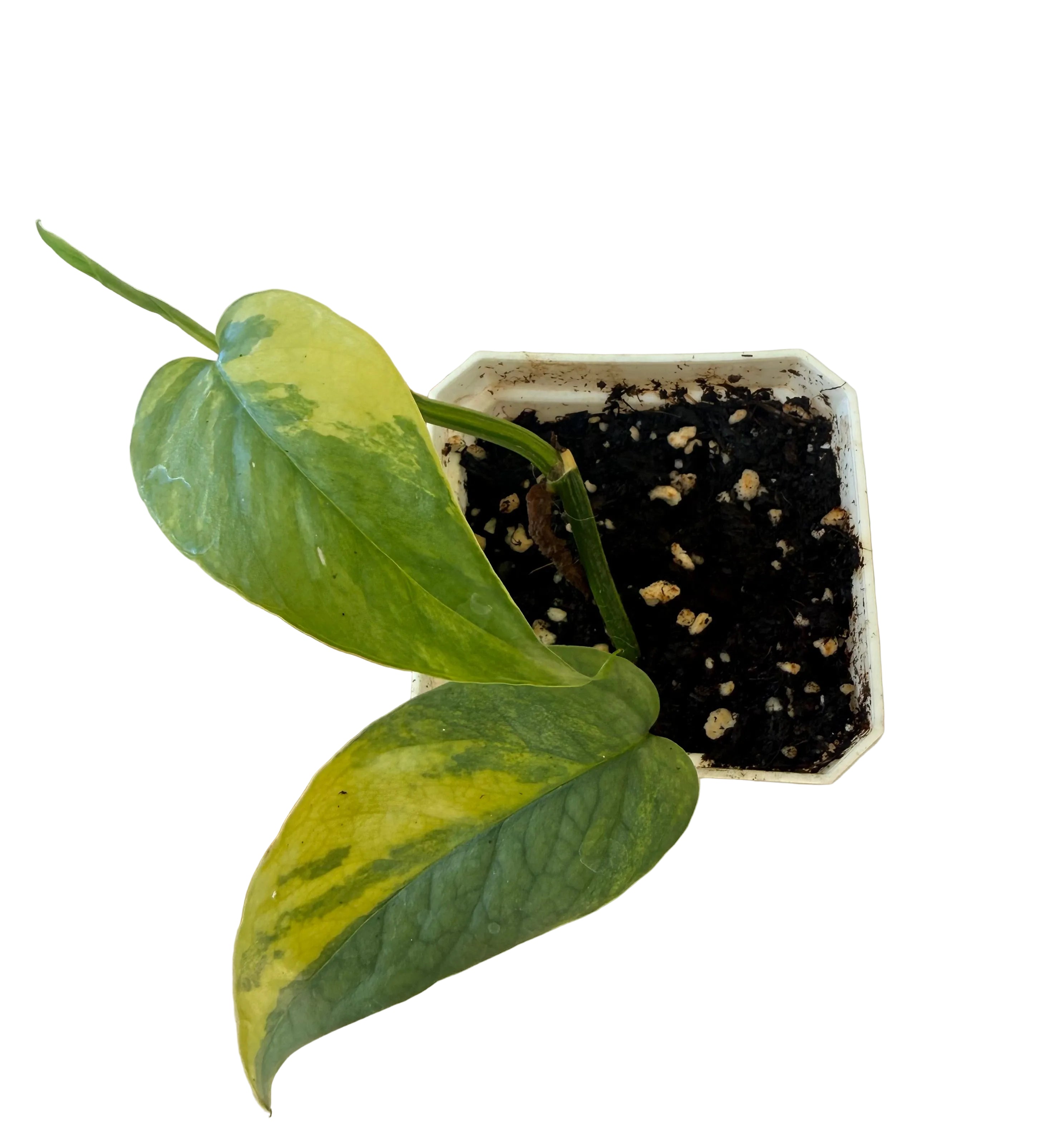 Epipremnum pinnatum Cebu blue variegated