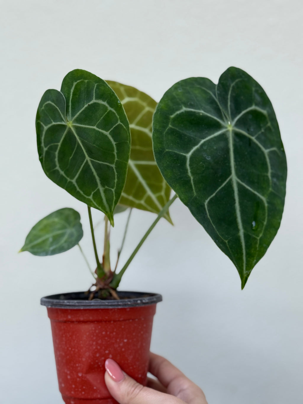 Anthurium Clarinervium: 3" Potted Plant