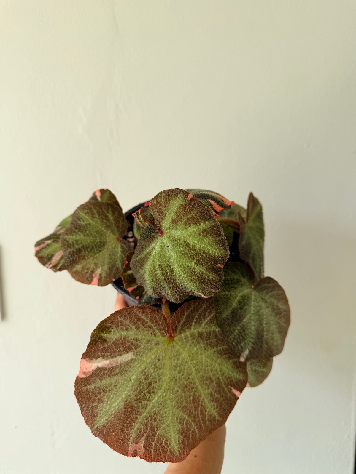 Begonia soli Mutata variegated