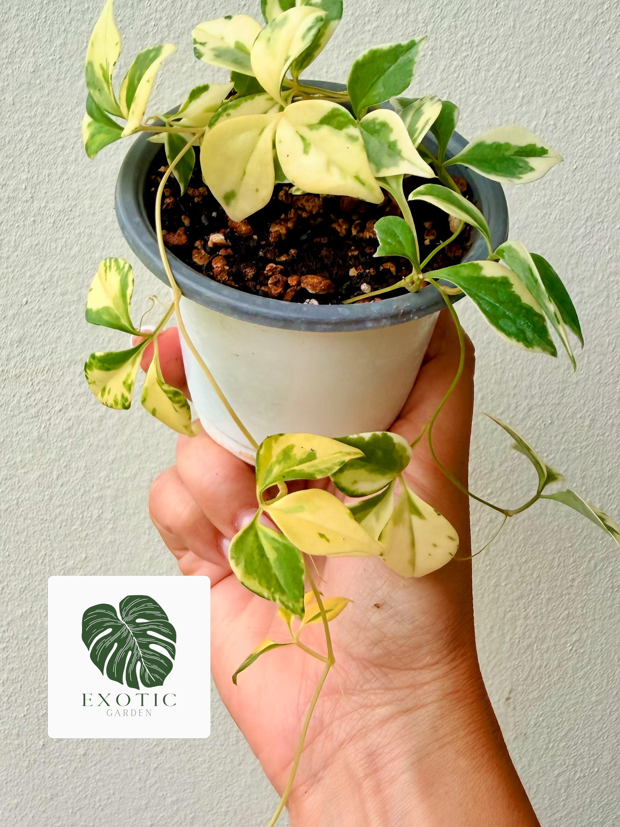 Cissus sp. Tricolor