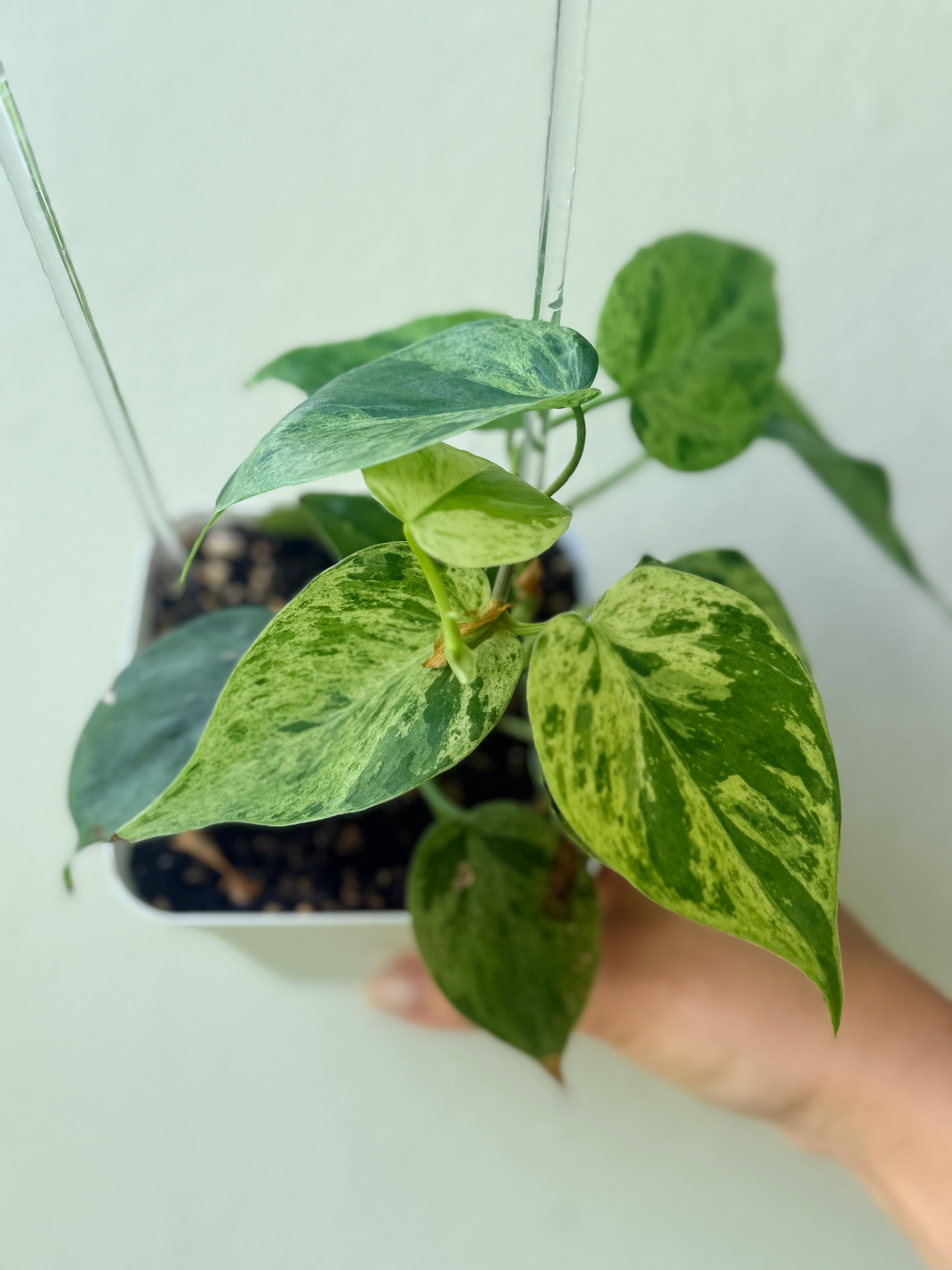 Philodendron Hederaceum variegated