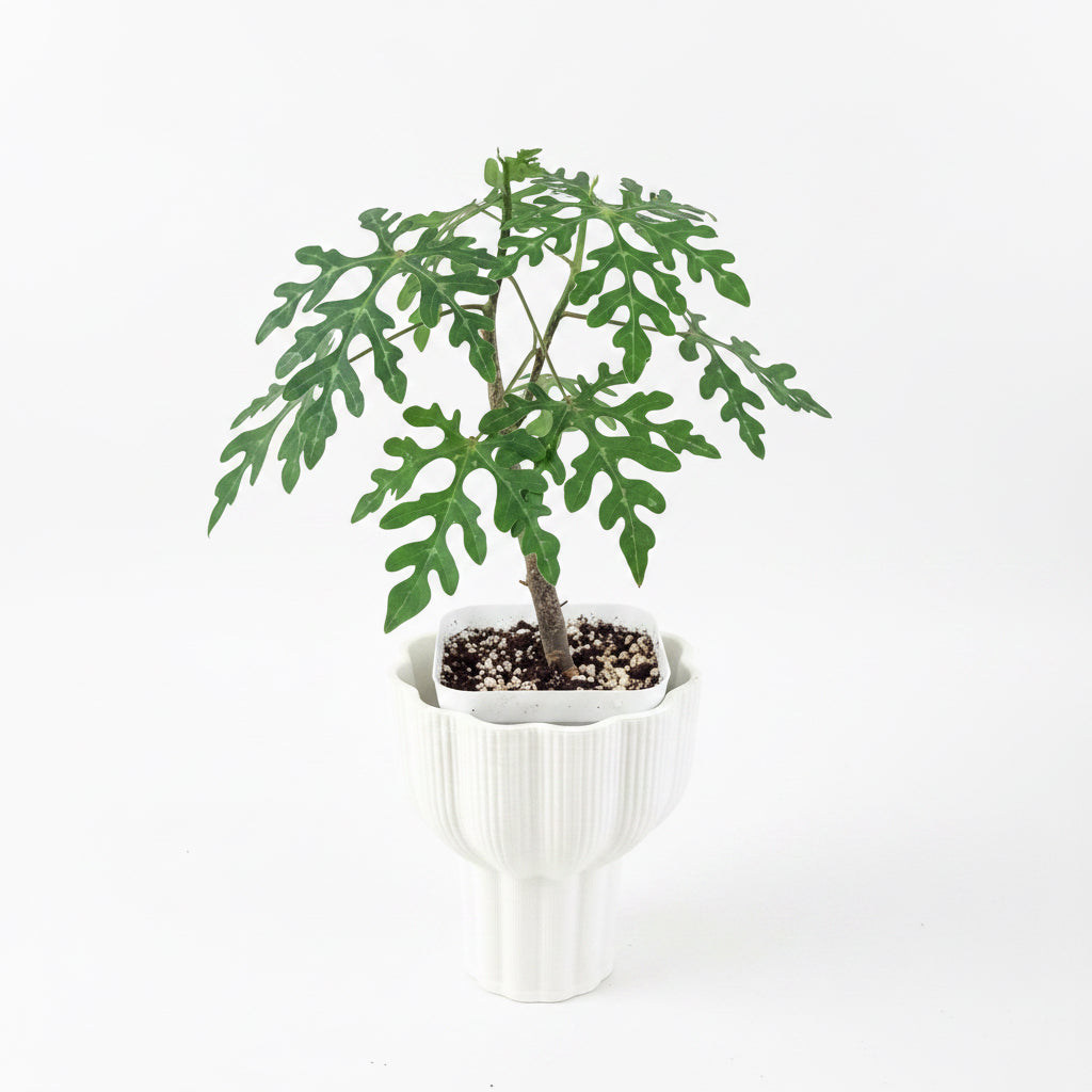 Adenia Perrieri