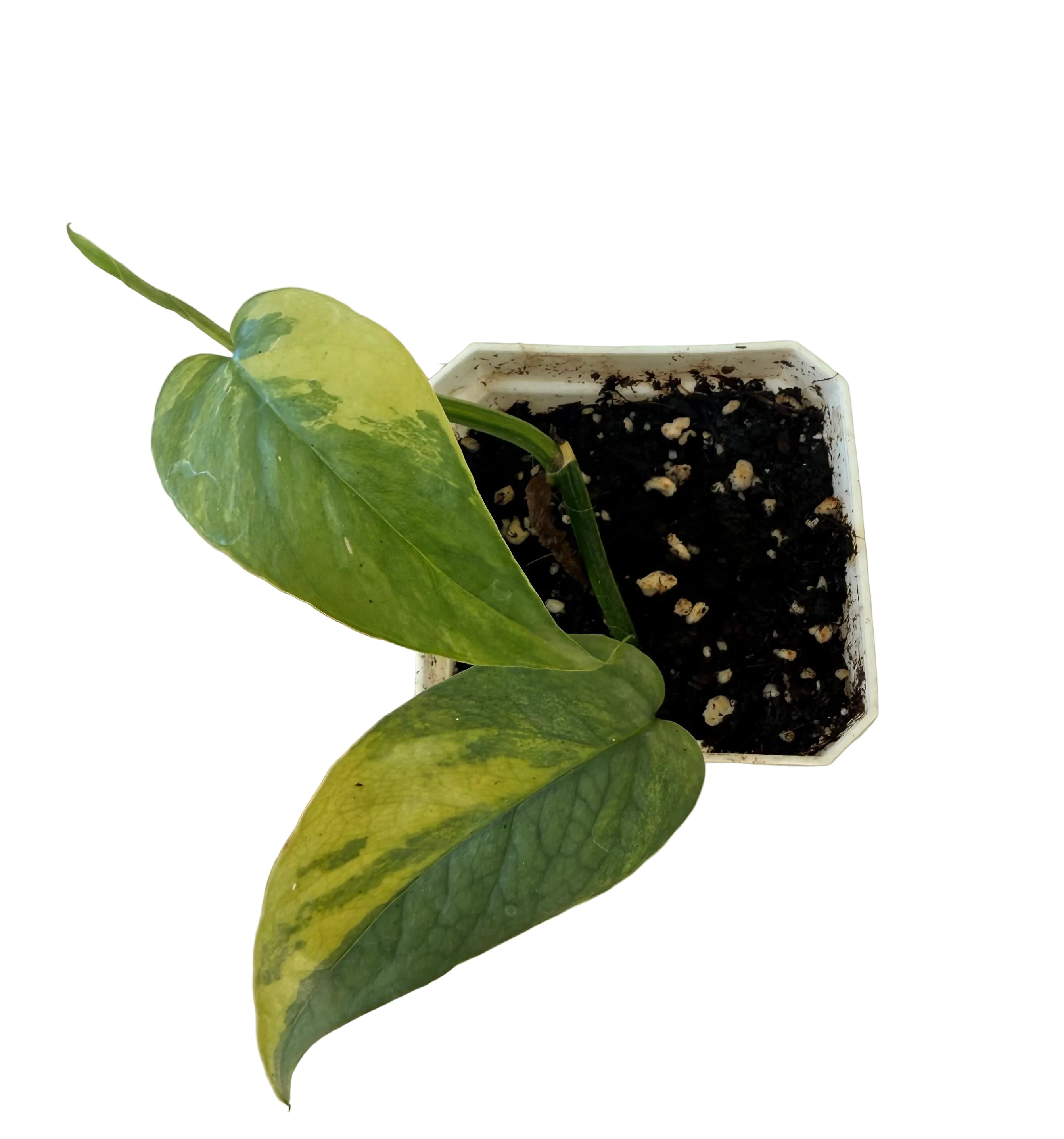 Epipremnum pinnatum Cebu blue variegated