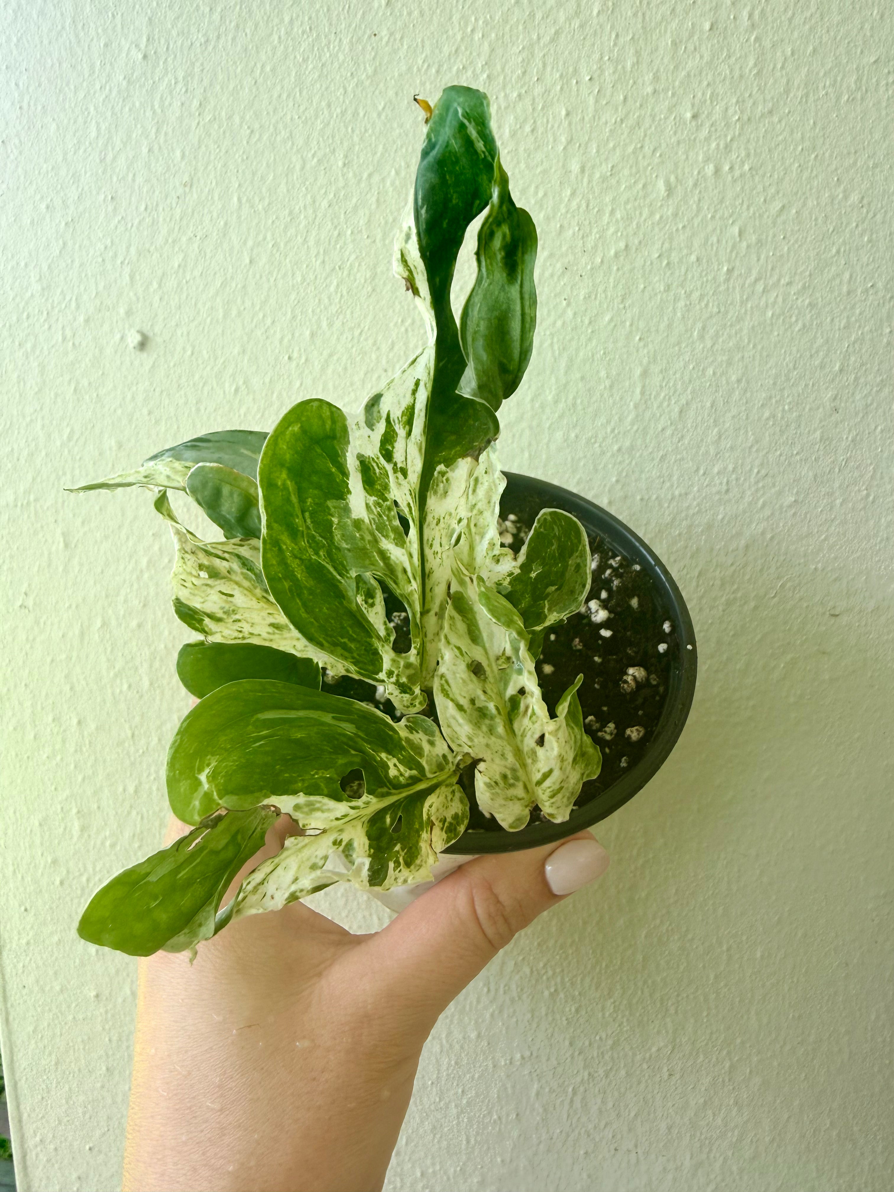 Monstera Adansonii Mottled