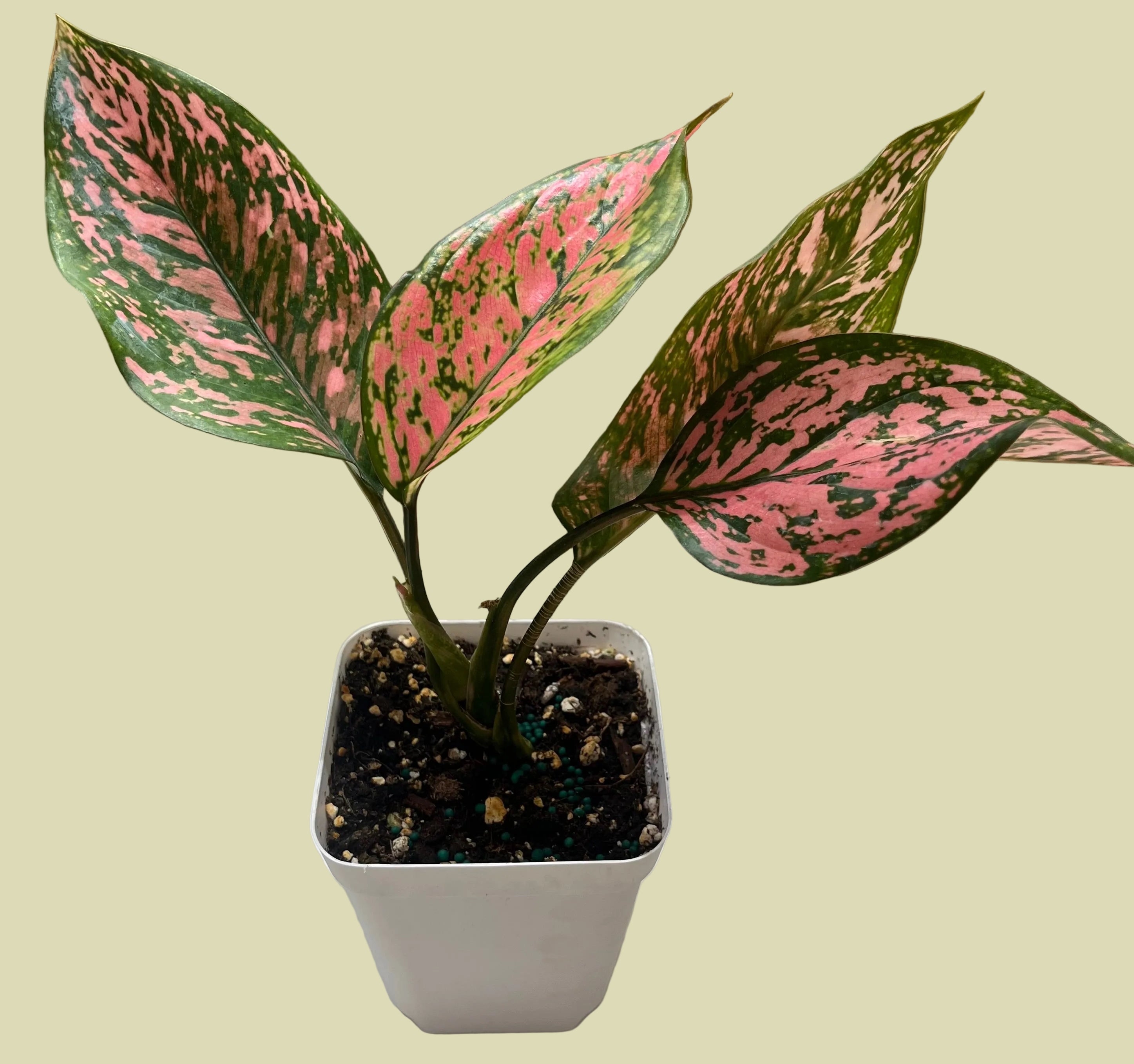 Aglaonema