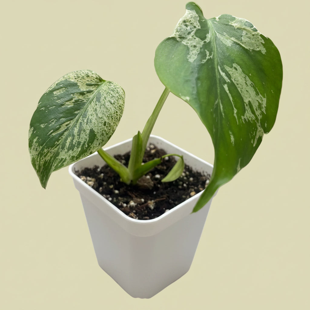 Monstera bulbasaur