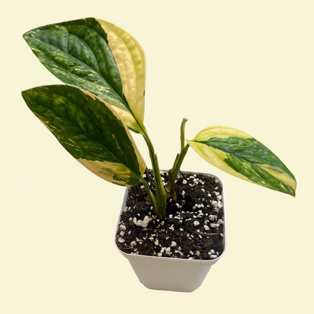 Monstera Peru variegada