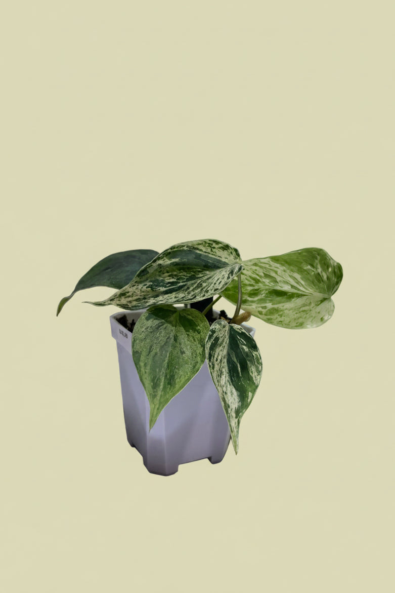 Philo hederaceum var.