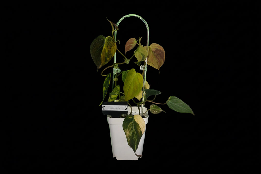 Philodendron Micans (variegated)