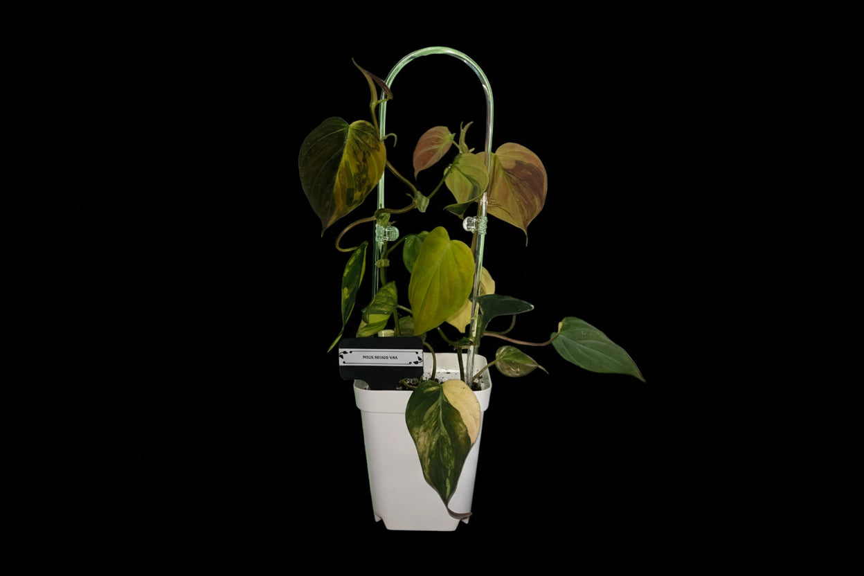 Philodendron Micans (variegated)