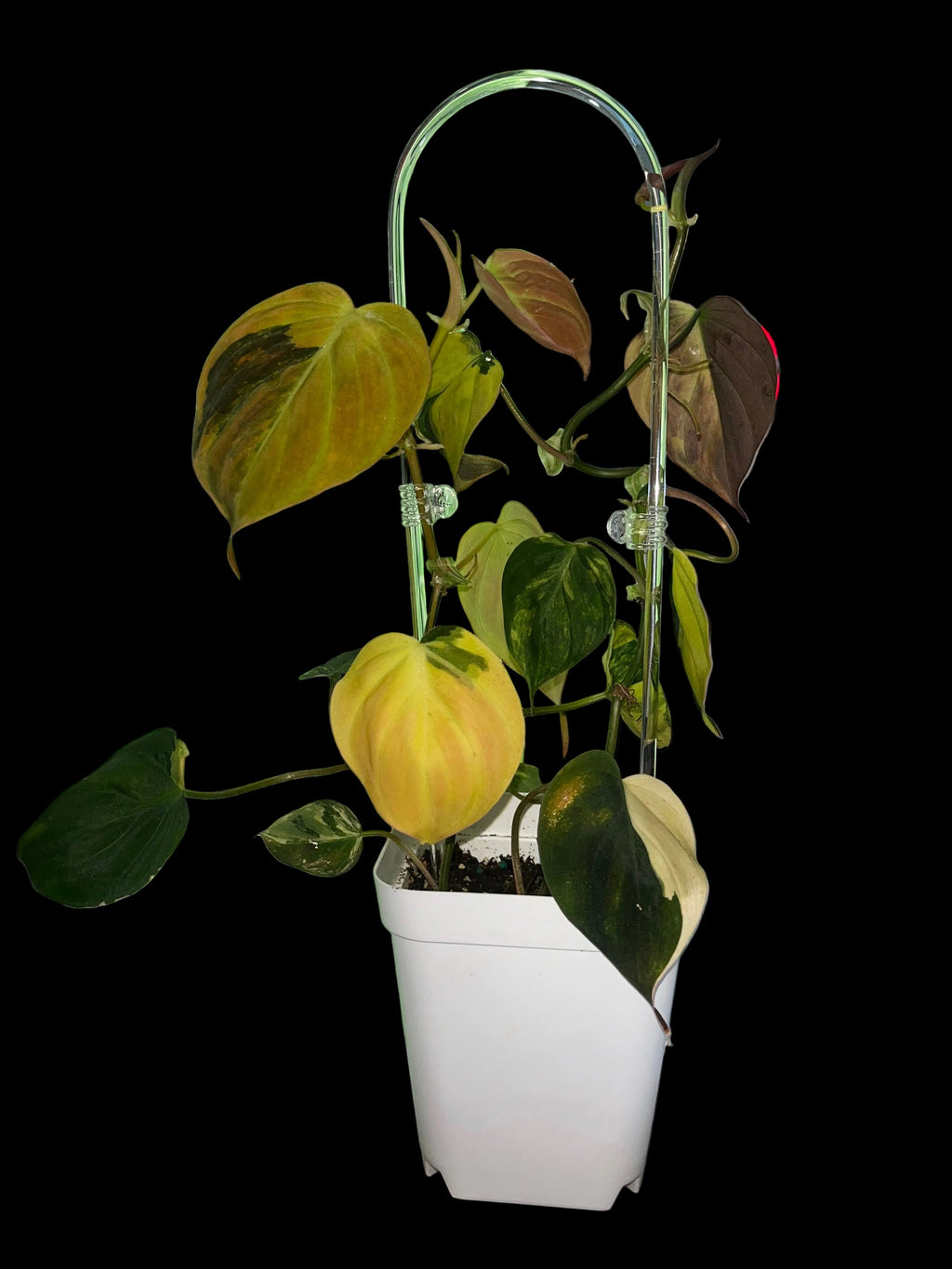 Philodendron Micans (variegated)