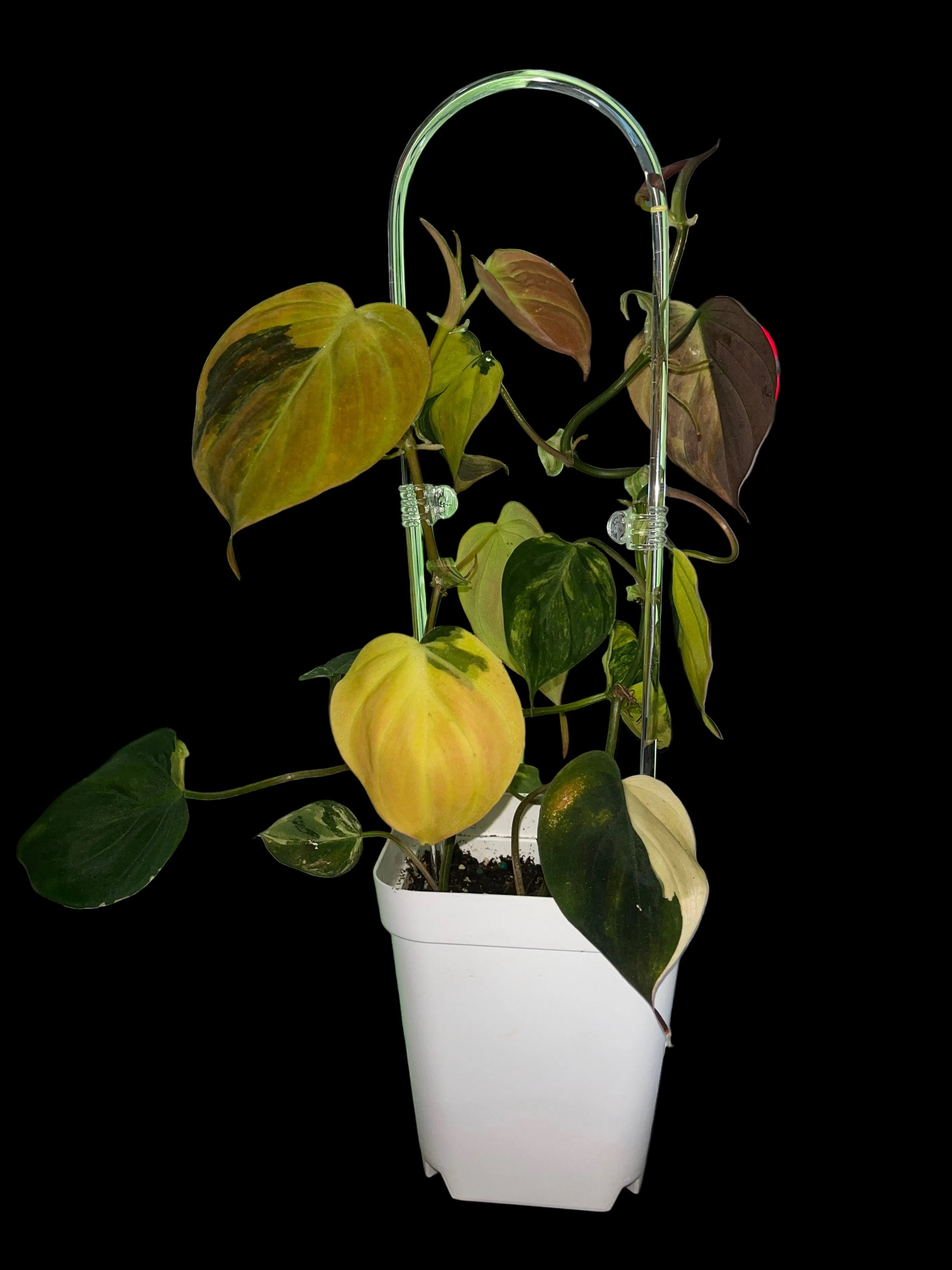 Philodendron Micans (variegated)