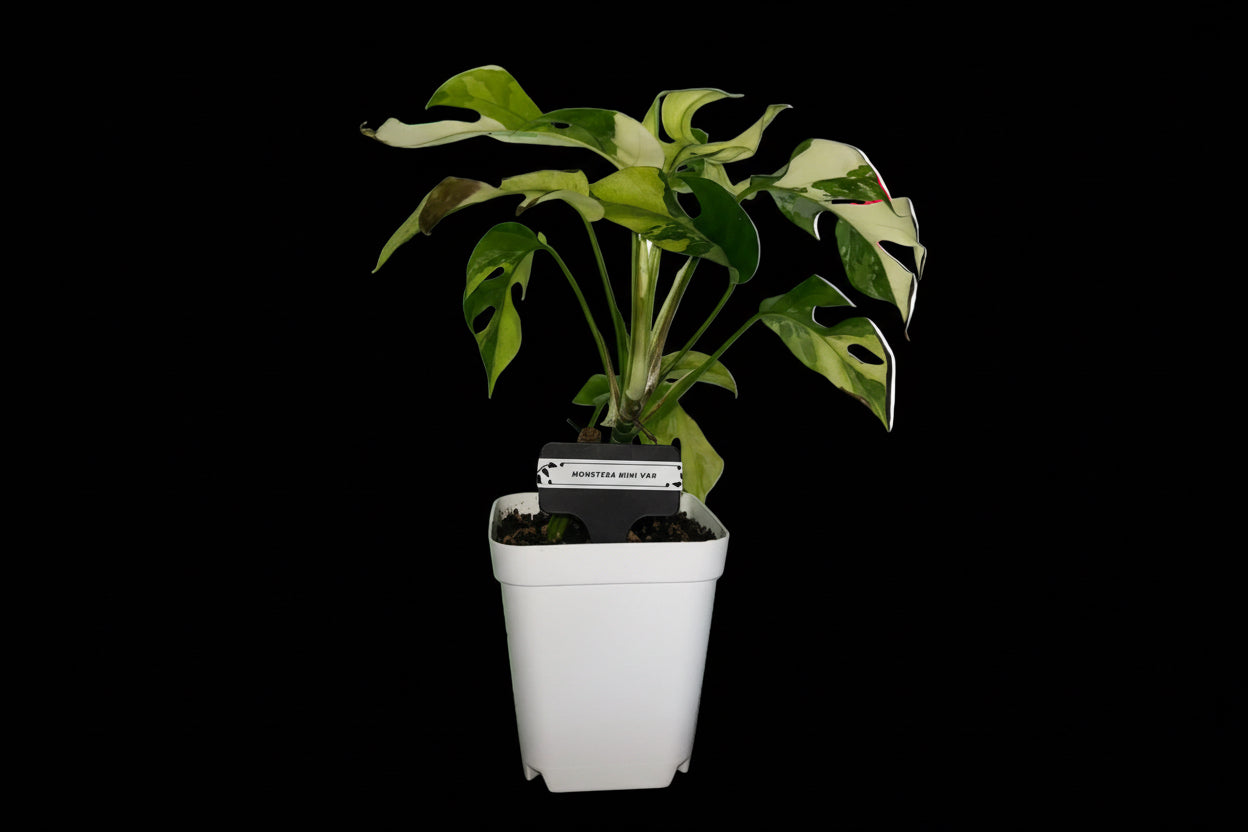 Monstera Ginny variegada
