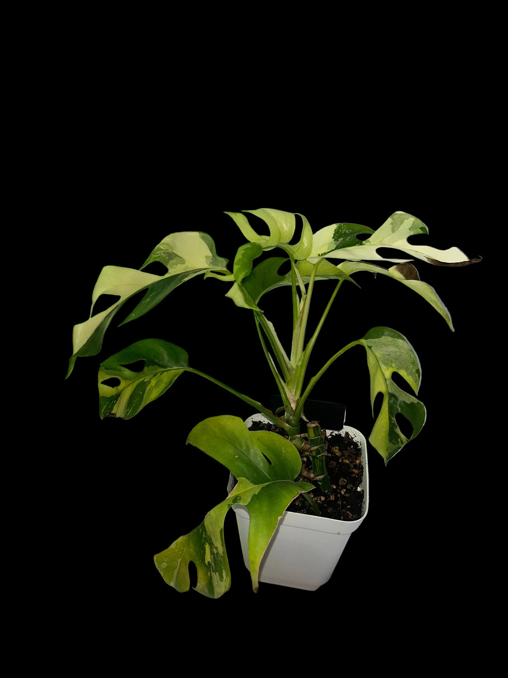 Monstera Ginny variegada