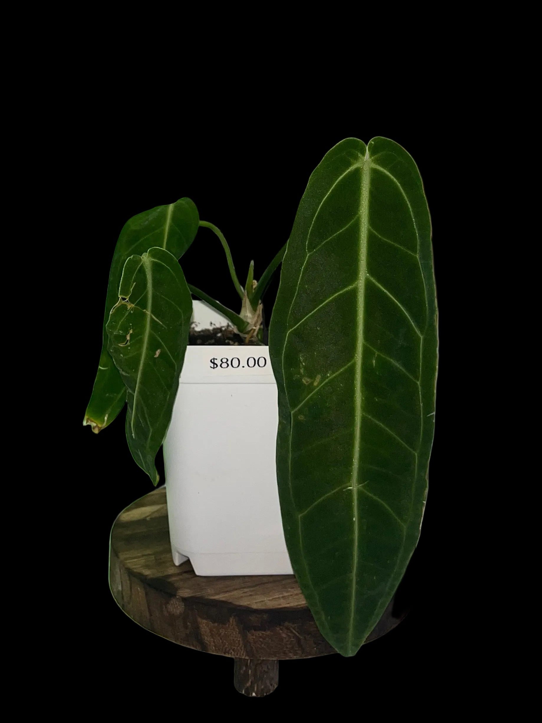 Anthurium warocqueanun