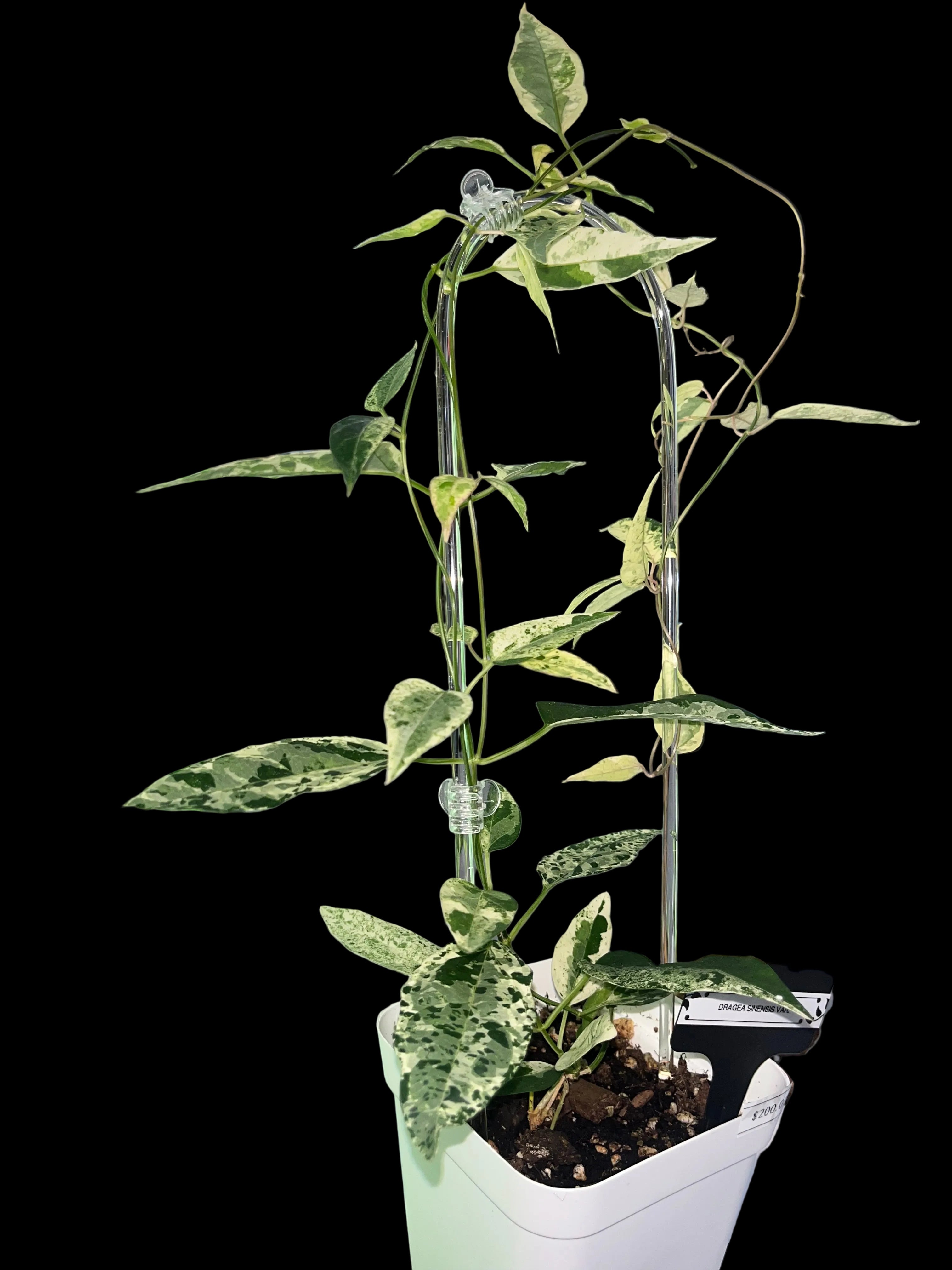 Dragea sinensis (variegada)
