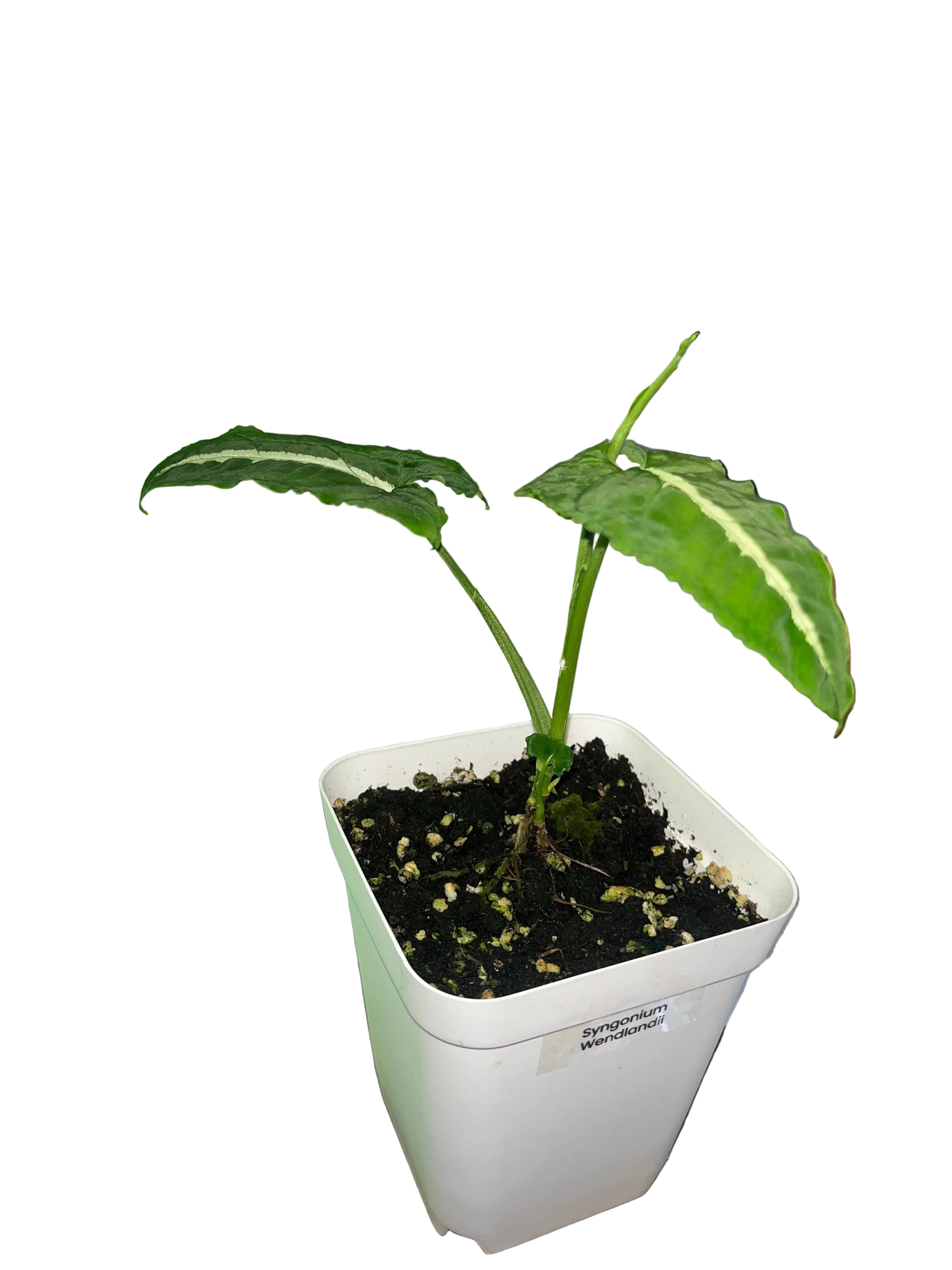 Syngonium wendlandii
