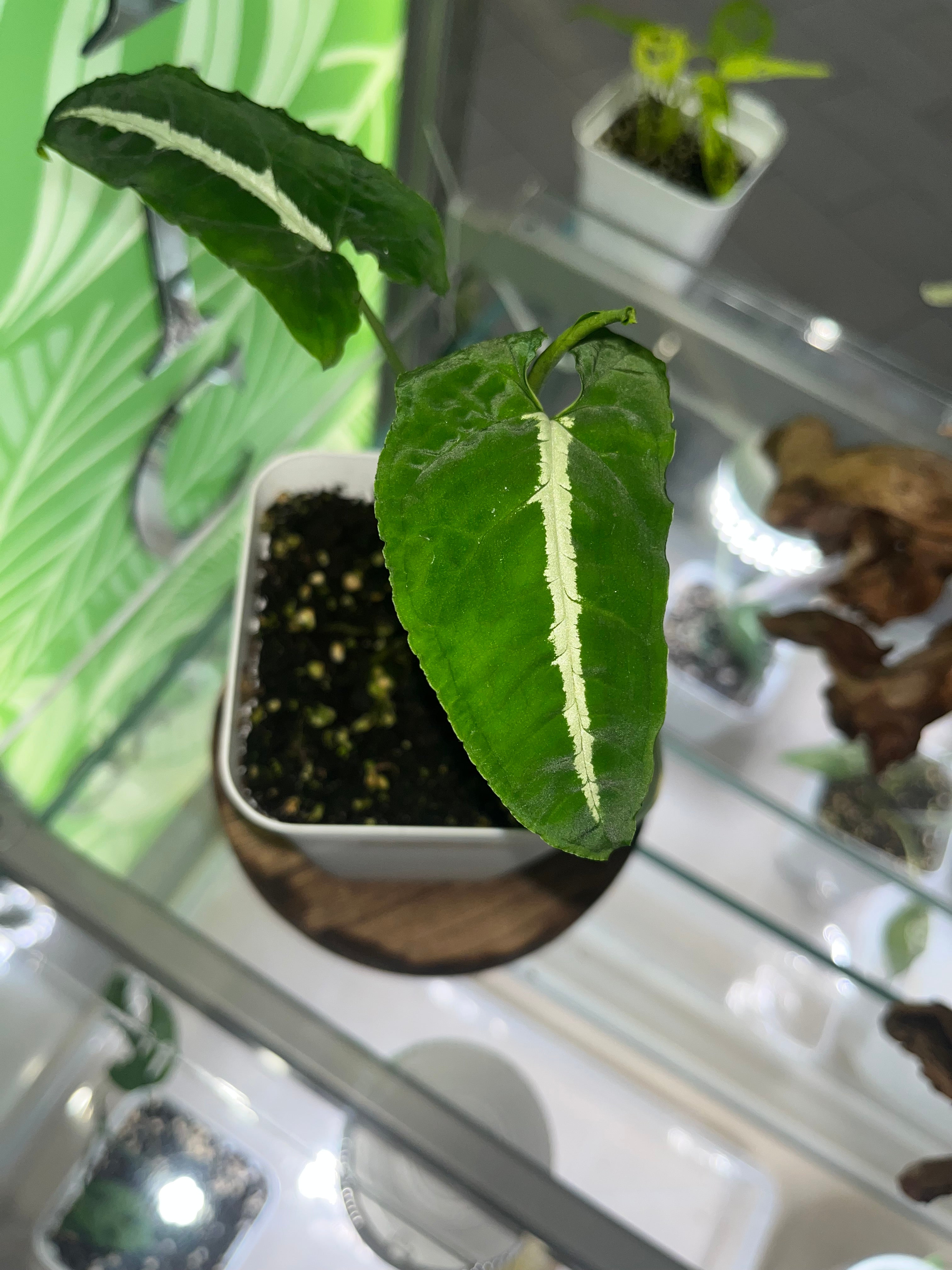 Syngonium wendlandii