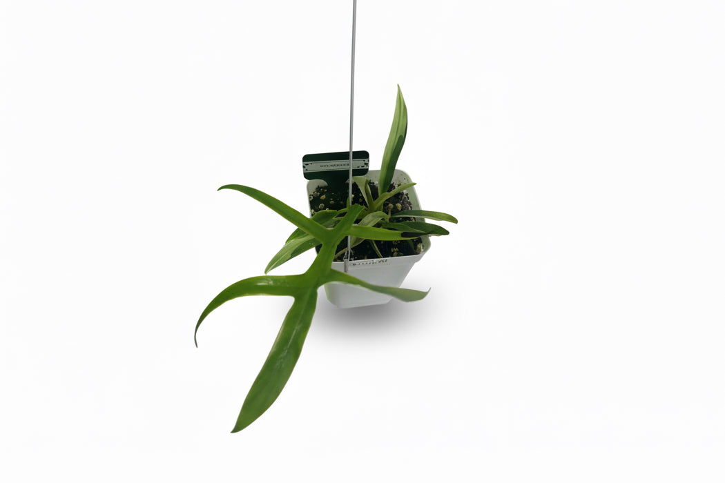 Philodendron Tortum Albo