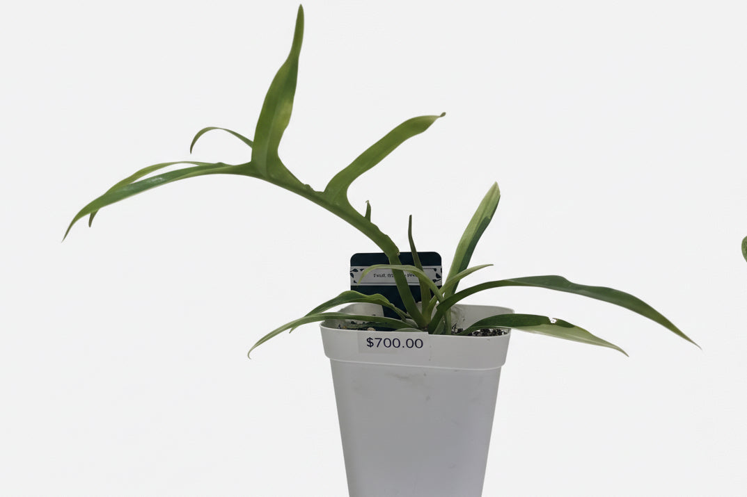 Philodendron Tortum Albo