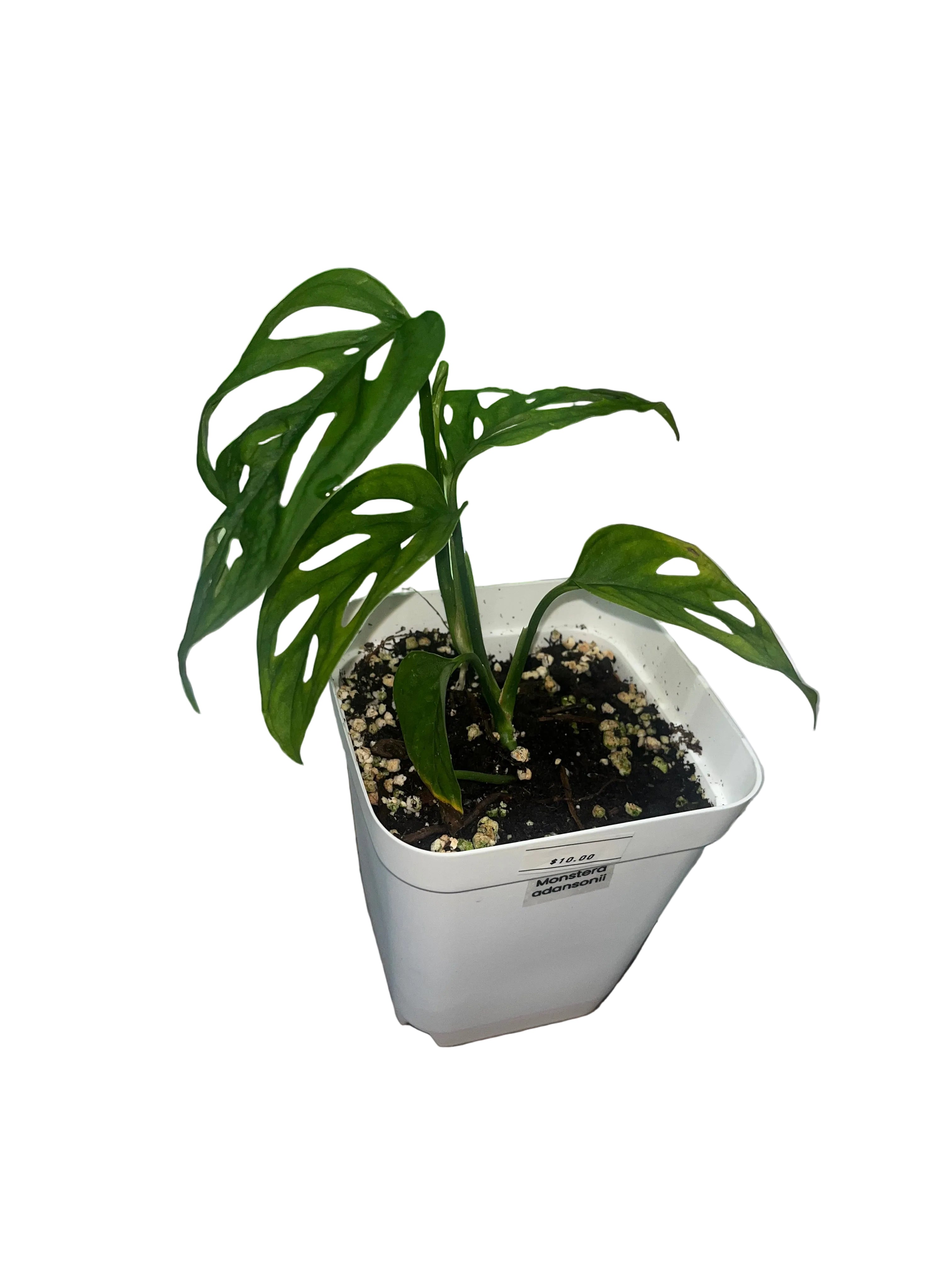 Monstera adansonii