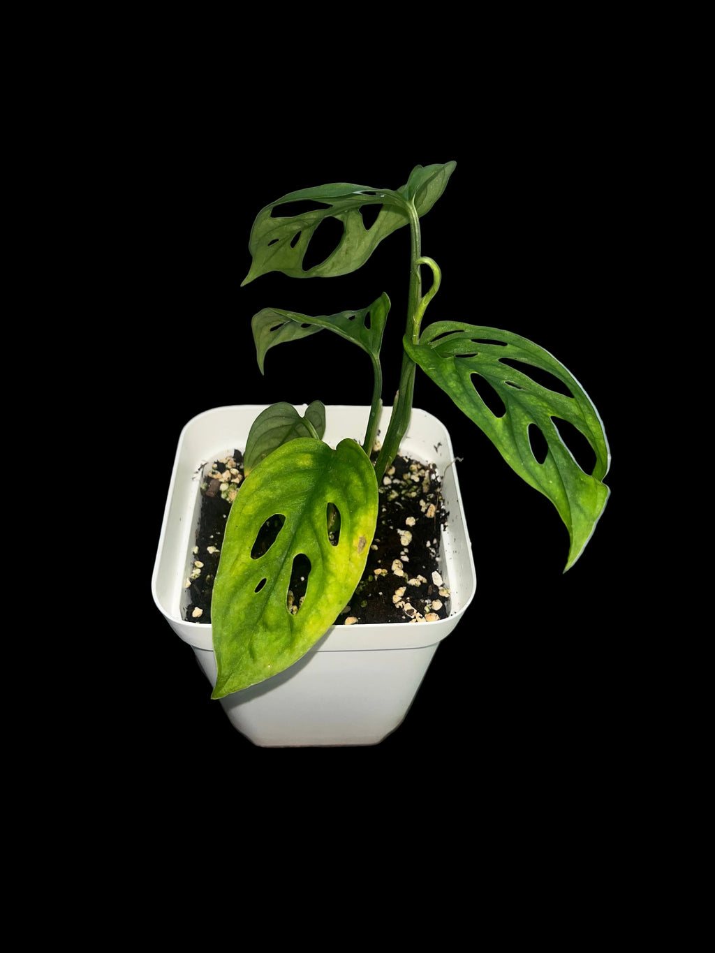 Monstera adansonii