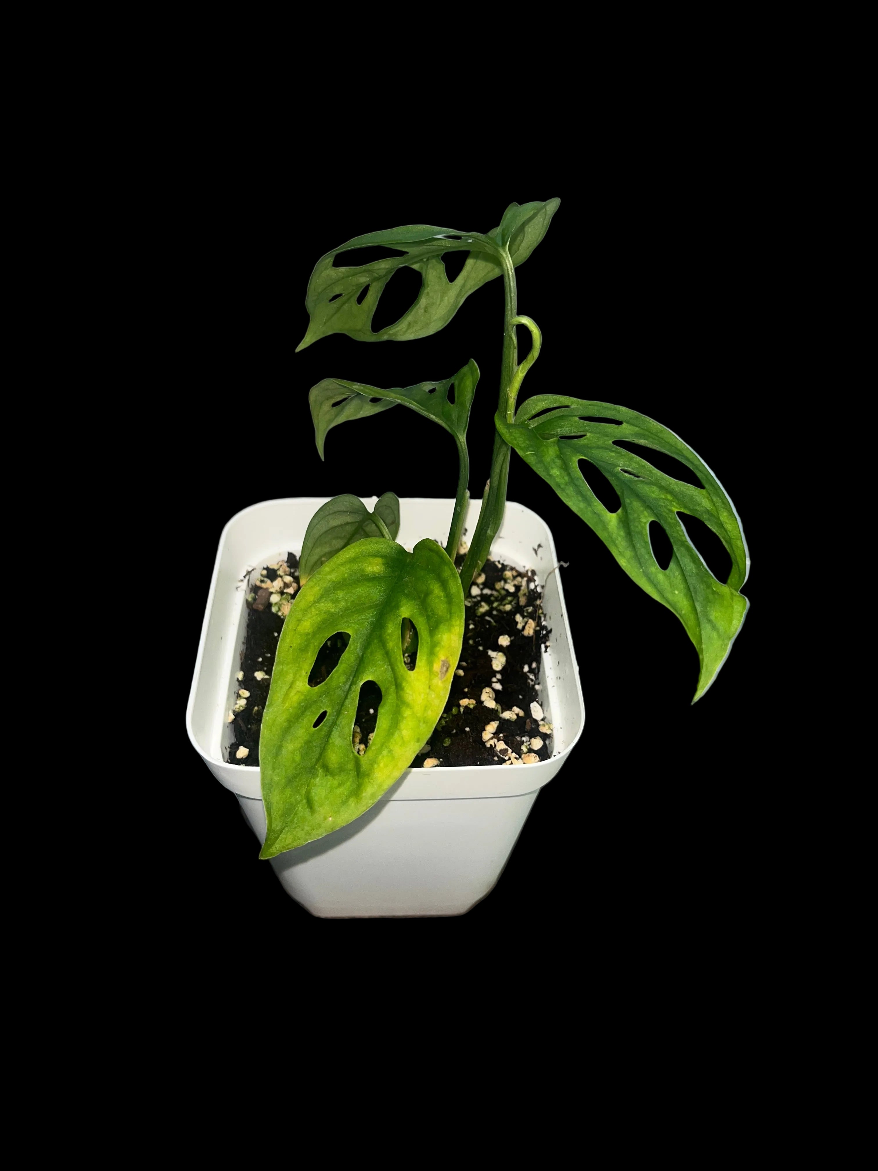 Monstera adansonii