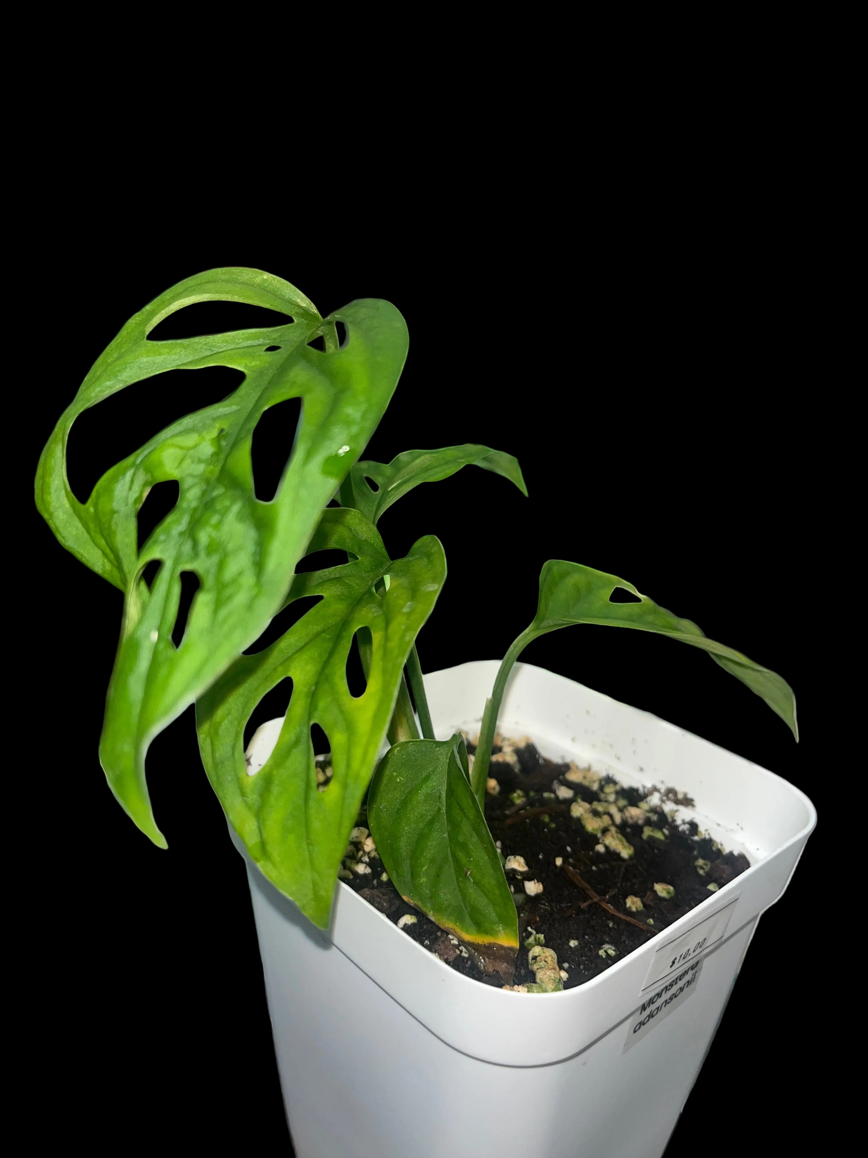 Monstera adansonii
