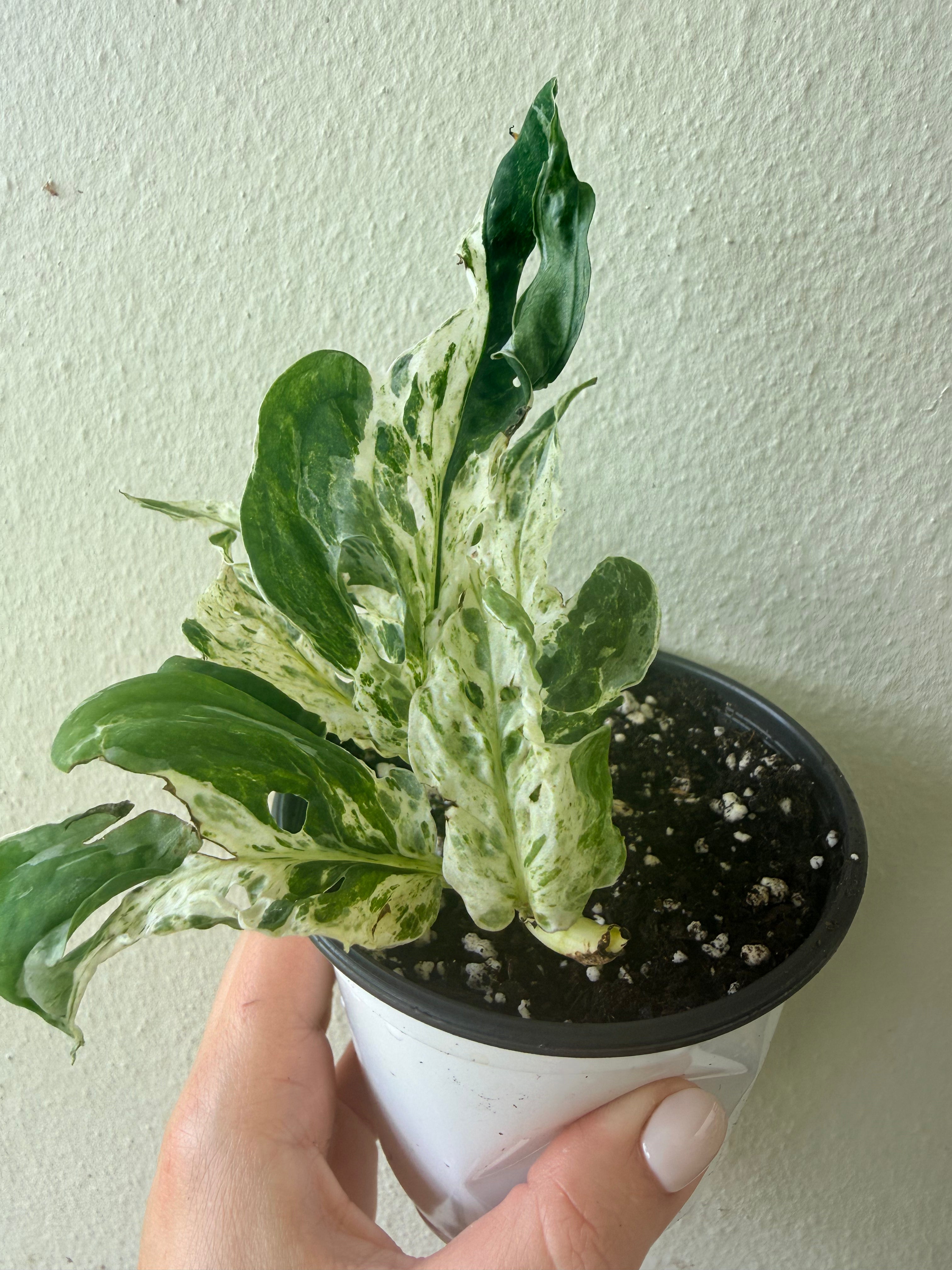 Monstera Adansonii Mottled