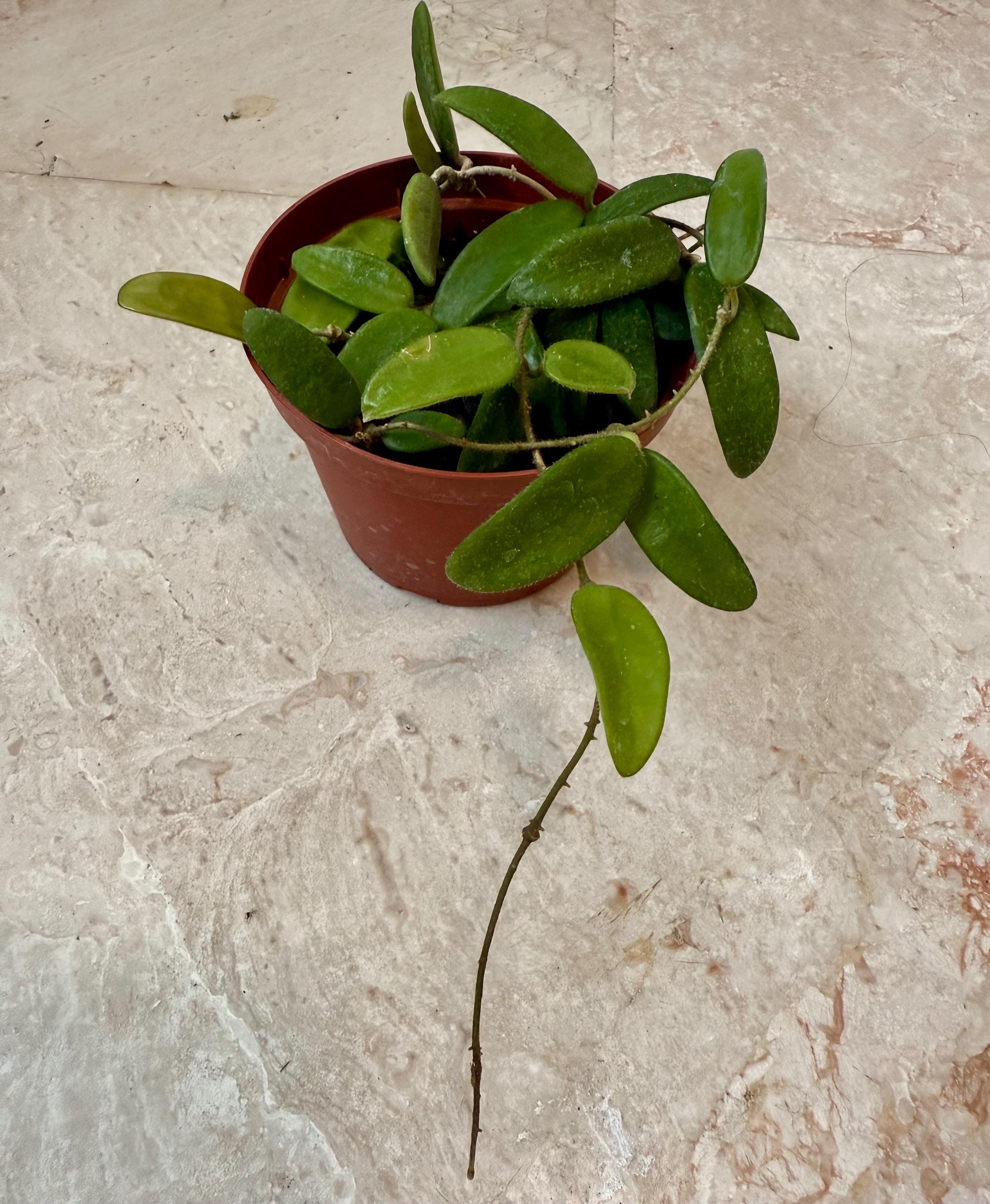 Hoya Lyi - 4" Potted Plant