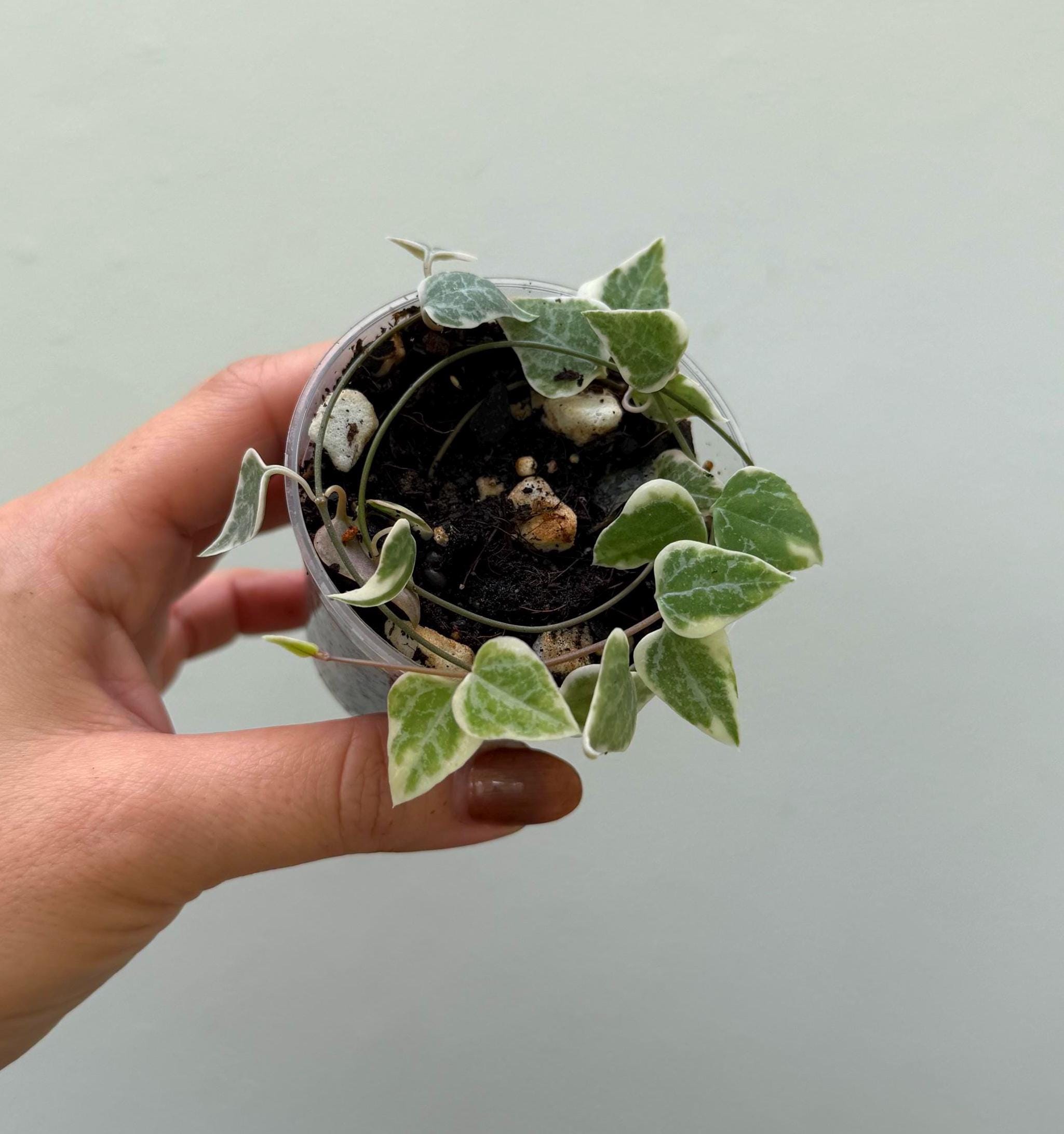 string of spades variegated