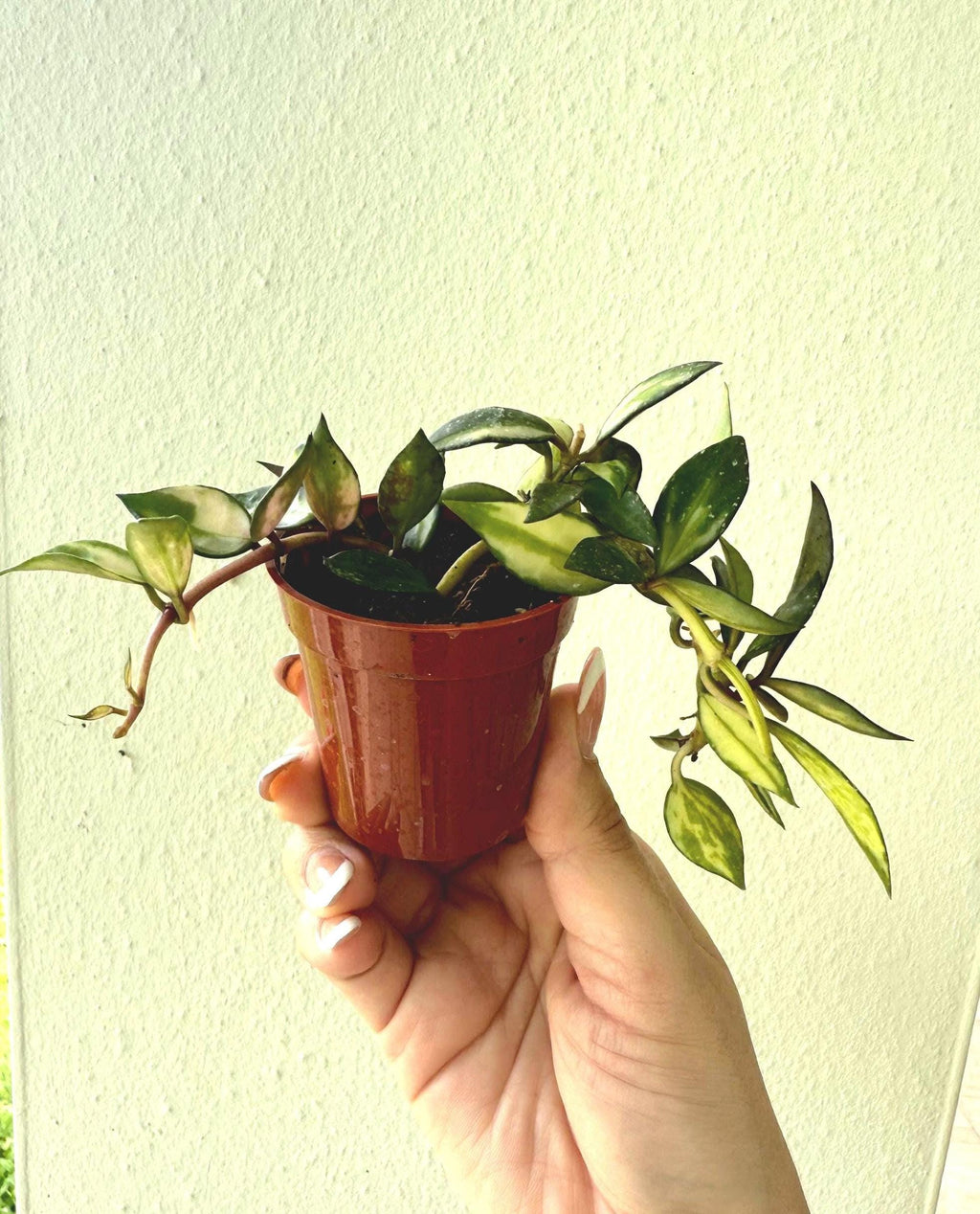 Hoya lucunosa abigarrada
