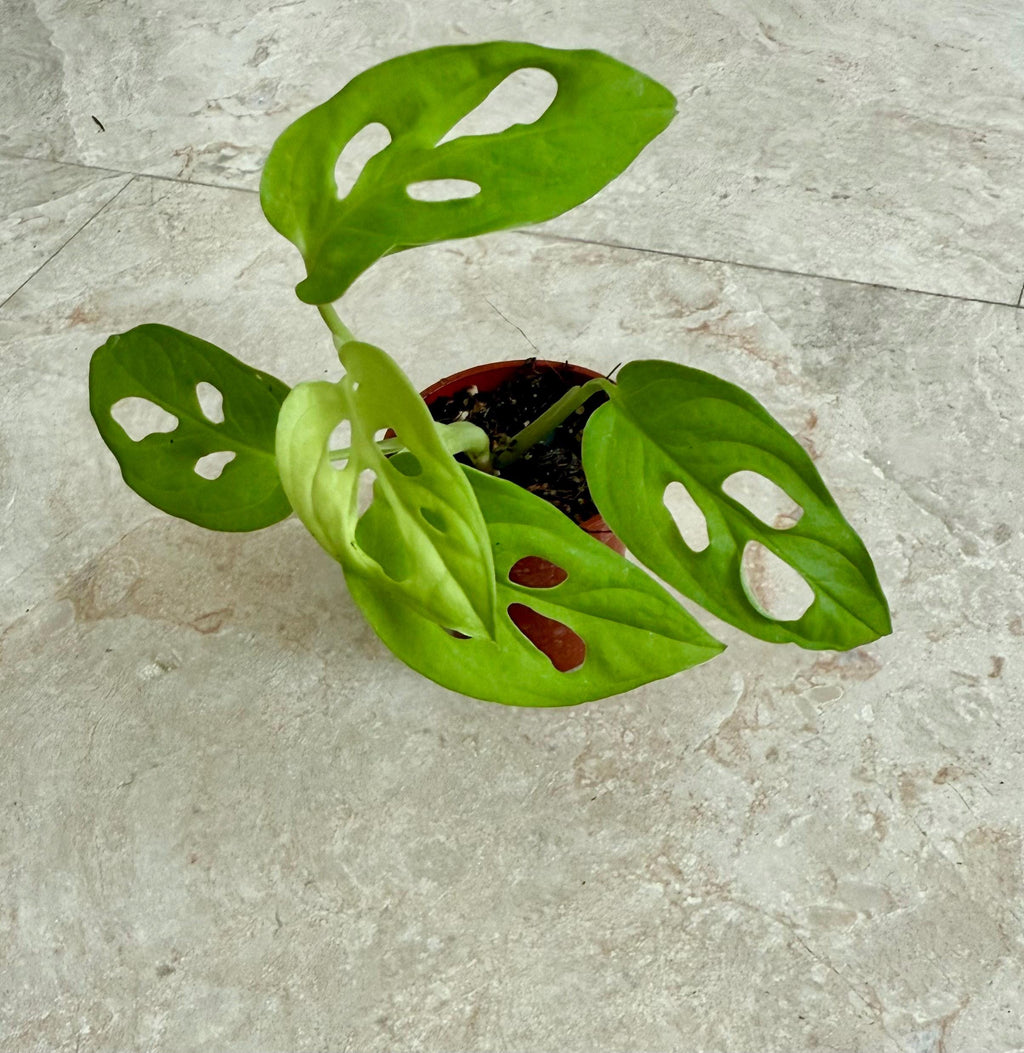 Montera Adansonii neon