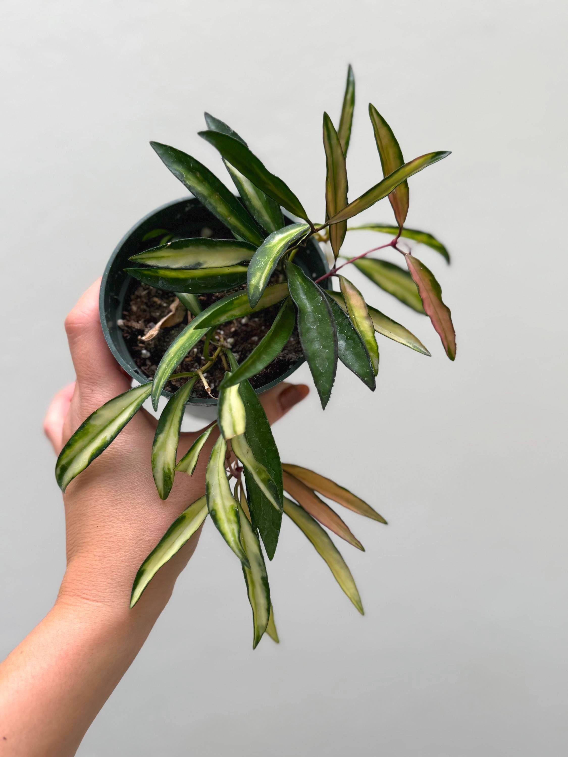 Hoya wayetii variegated tricolor