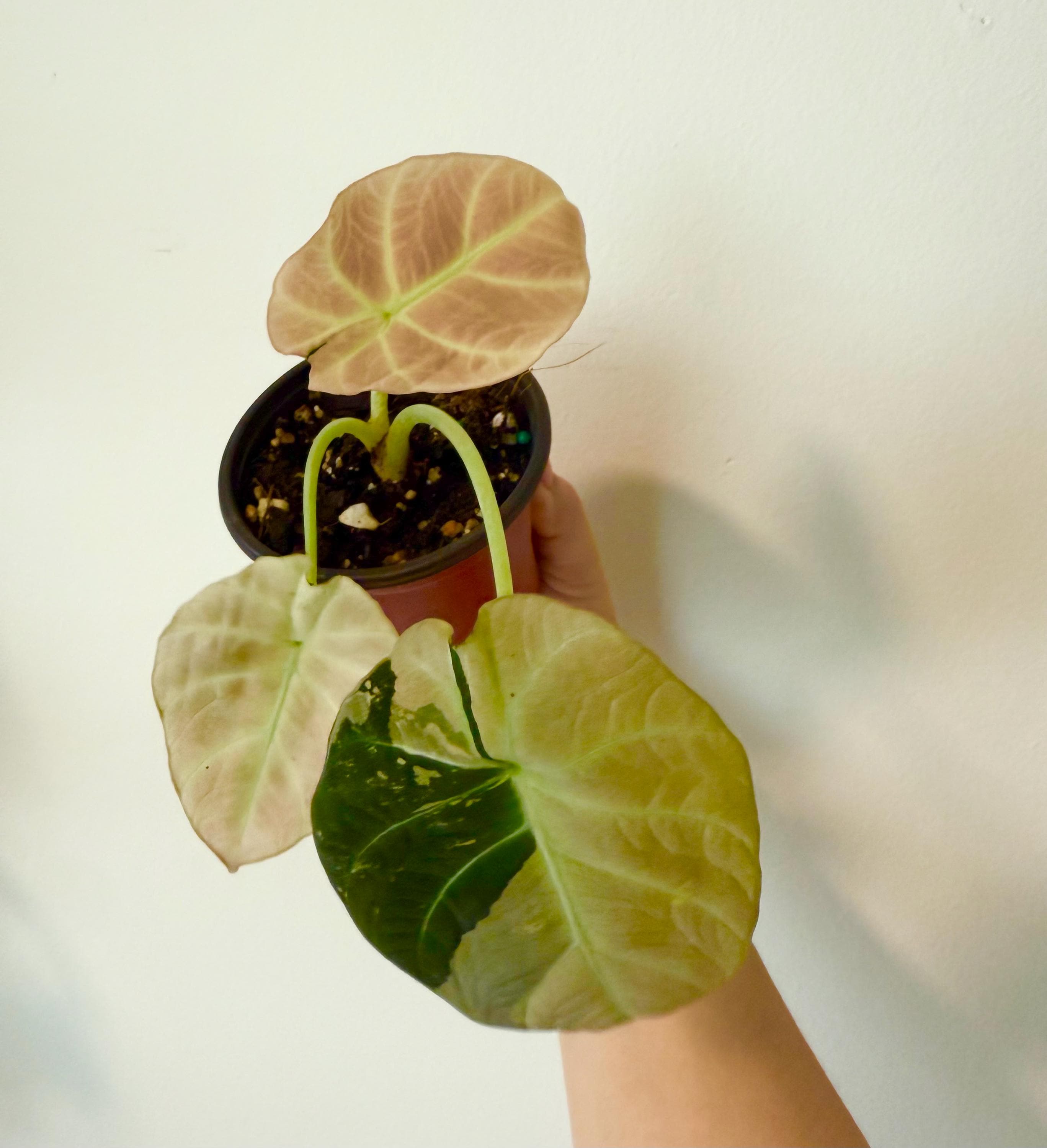 Alocasia black velvet pink