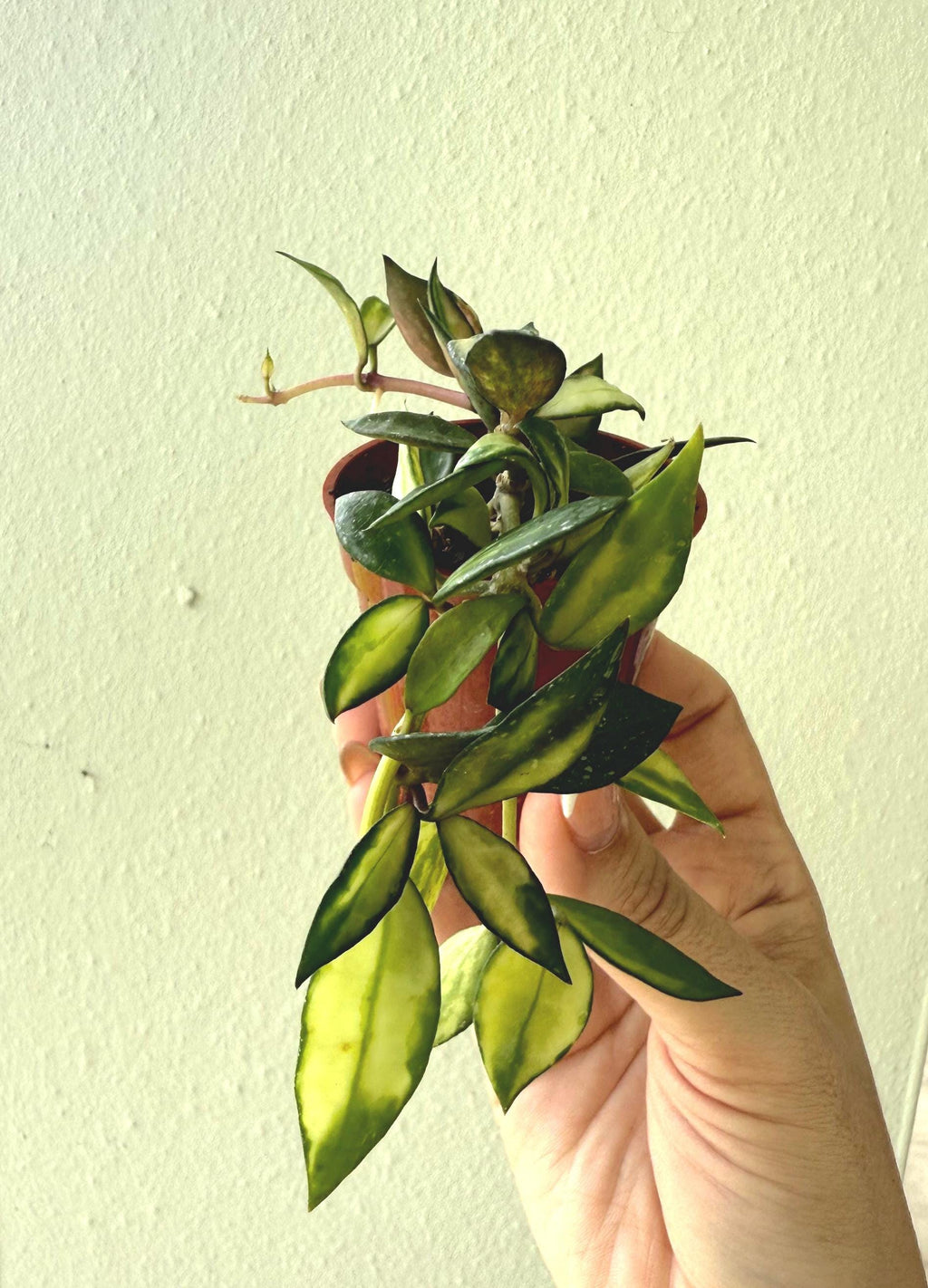 Hoya lucunosa abigarrada