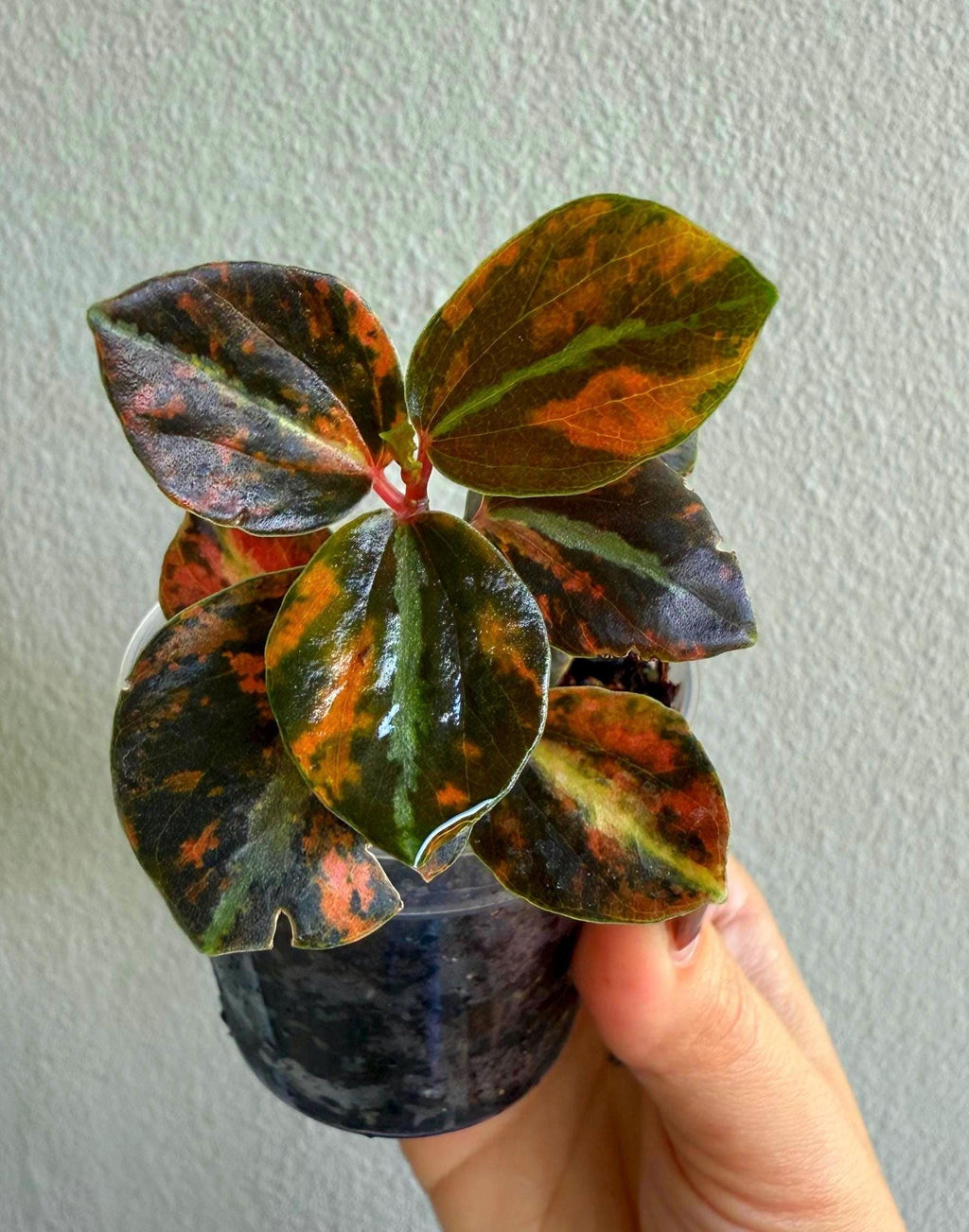 Peperomia creme Brulee