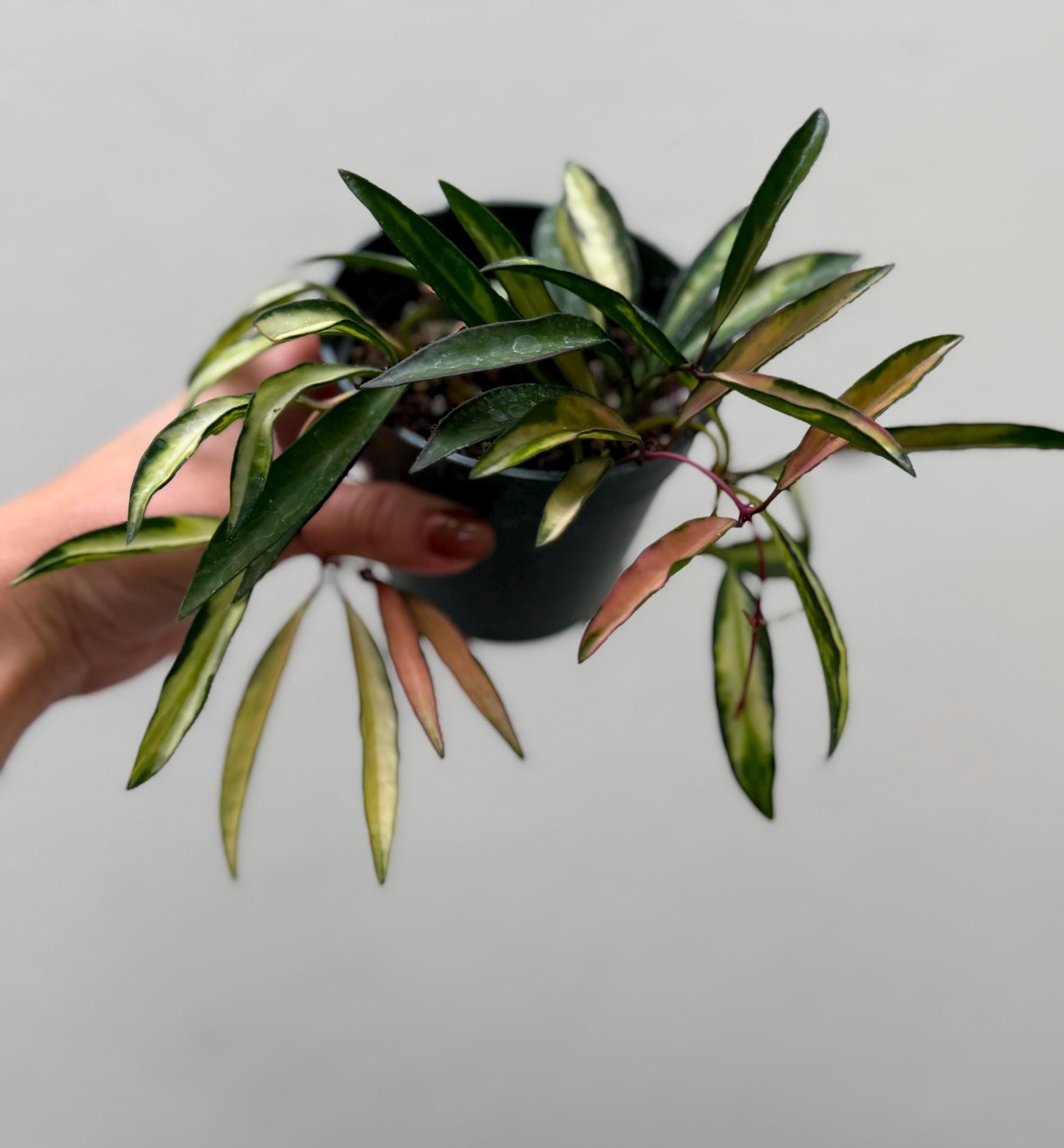 Hoya wayetii variegated tricolor