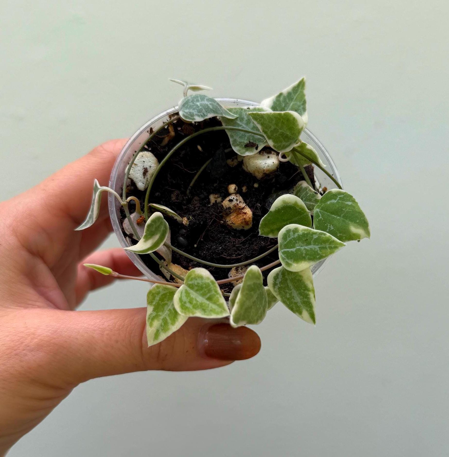 string of spades variegated