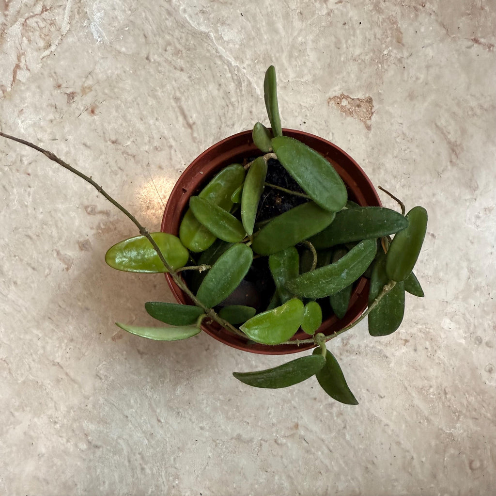 Hoya Lyi - 4" Potted Plant