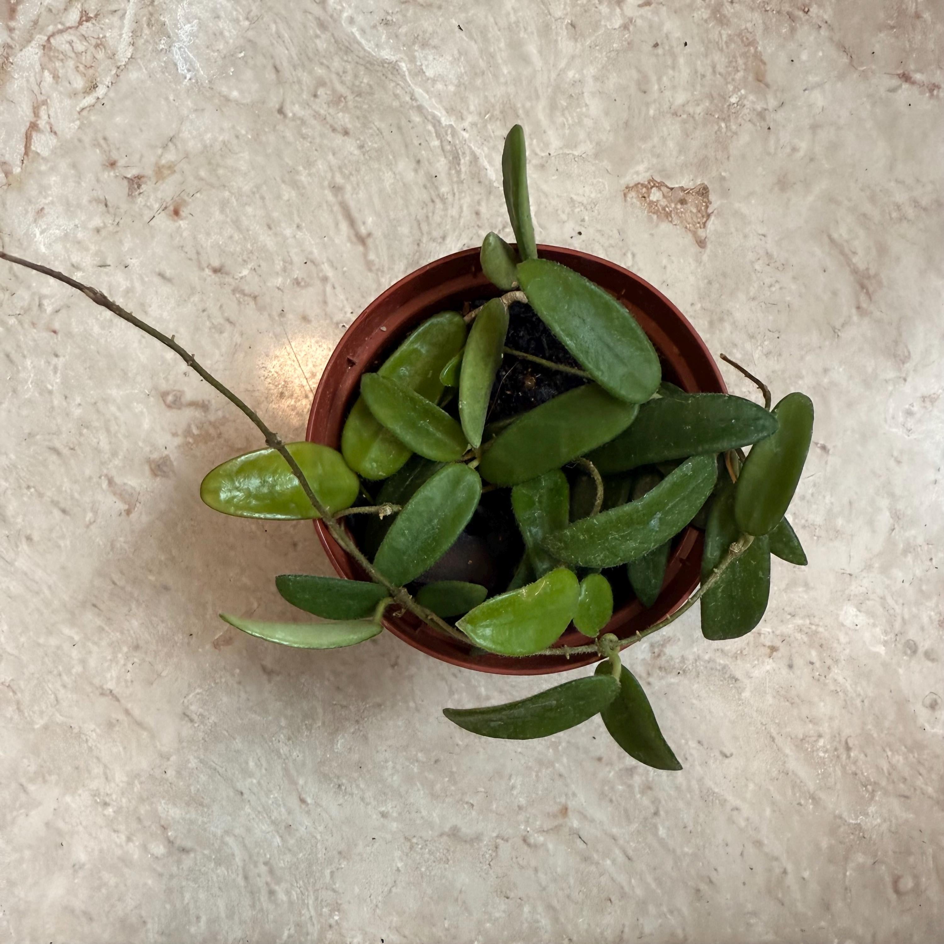 Hoya Lyi - 4" Potted Plant