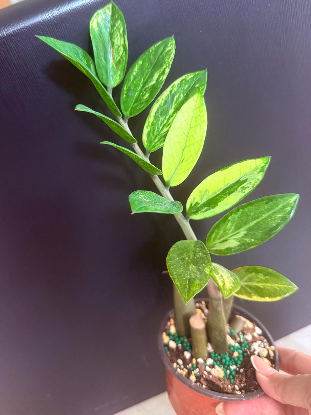 ZZ plant variegated