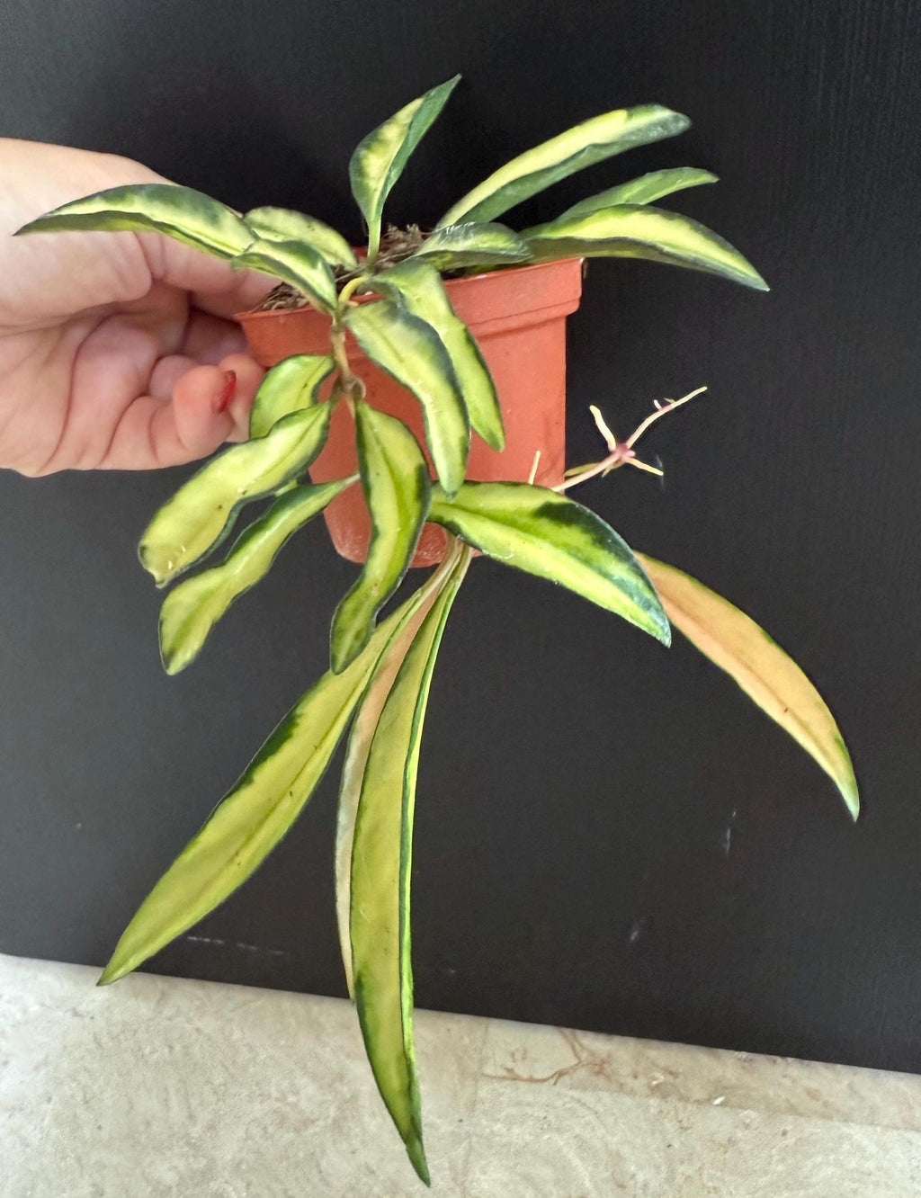 Hoya Wayetii tri color
