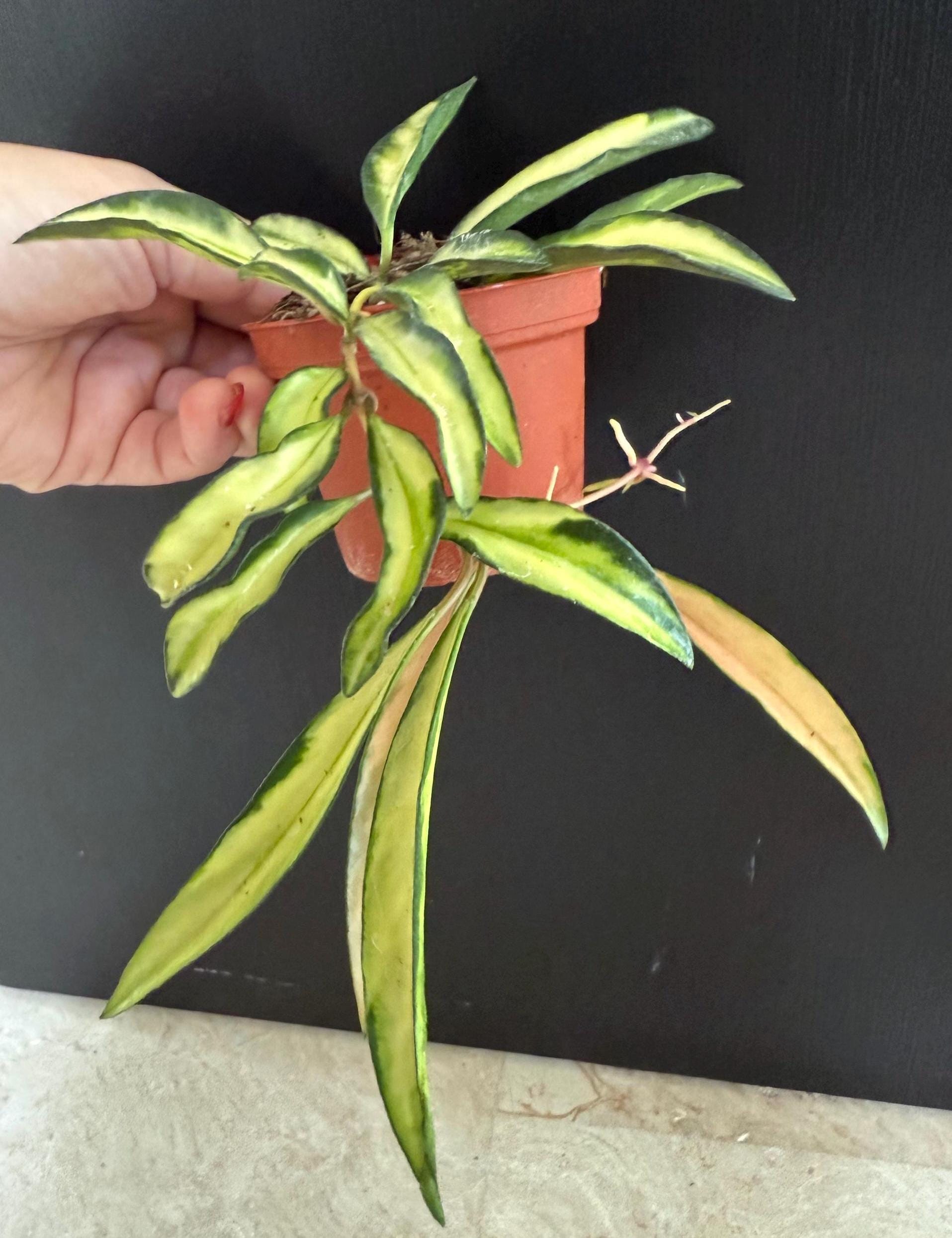 Hoya Wayetii tri color