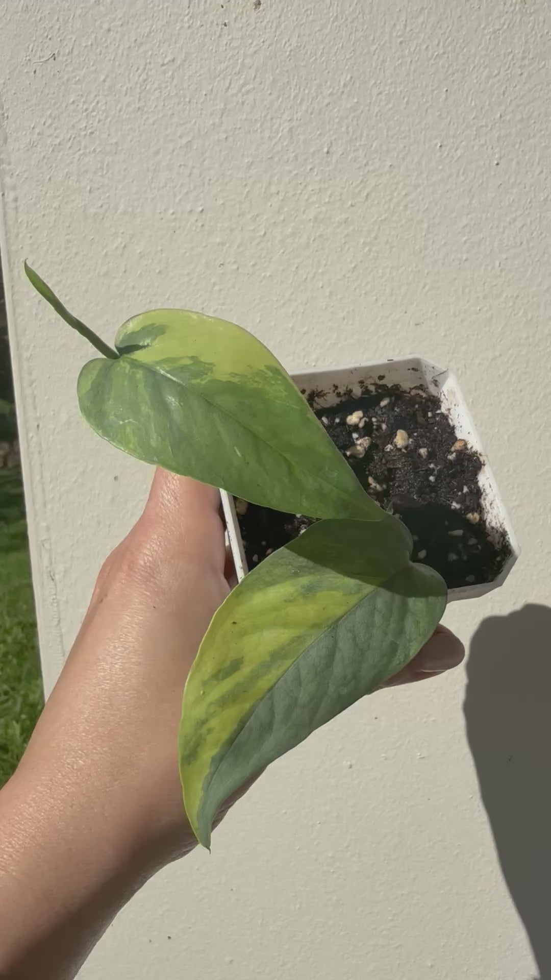 Epipremnum pinnatum Cebu blue variegated