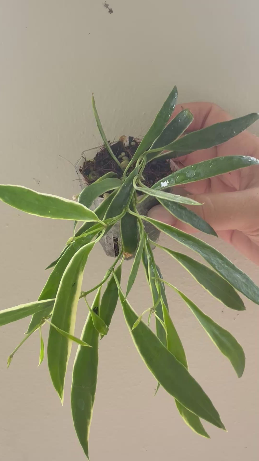 Hoya Tsangii albo