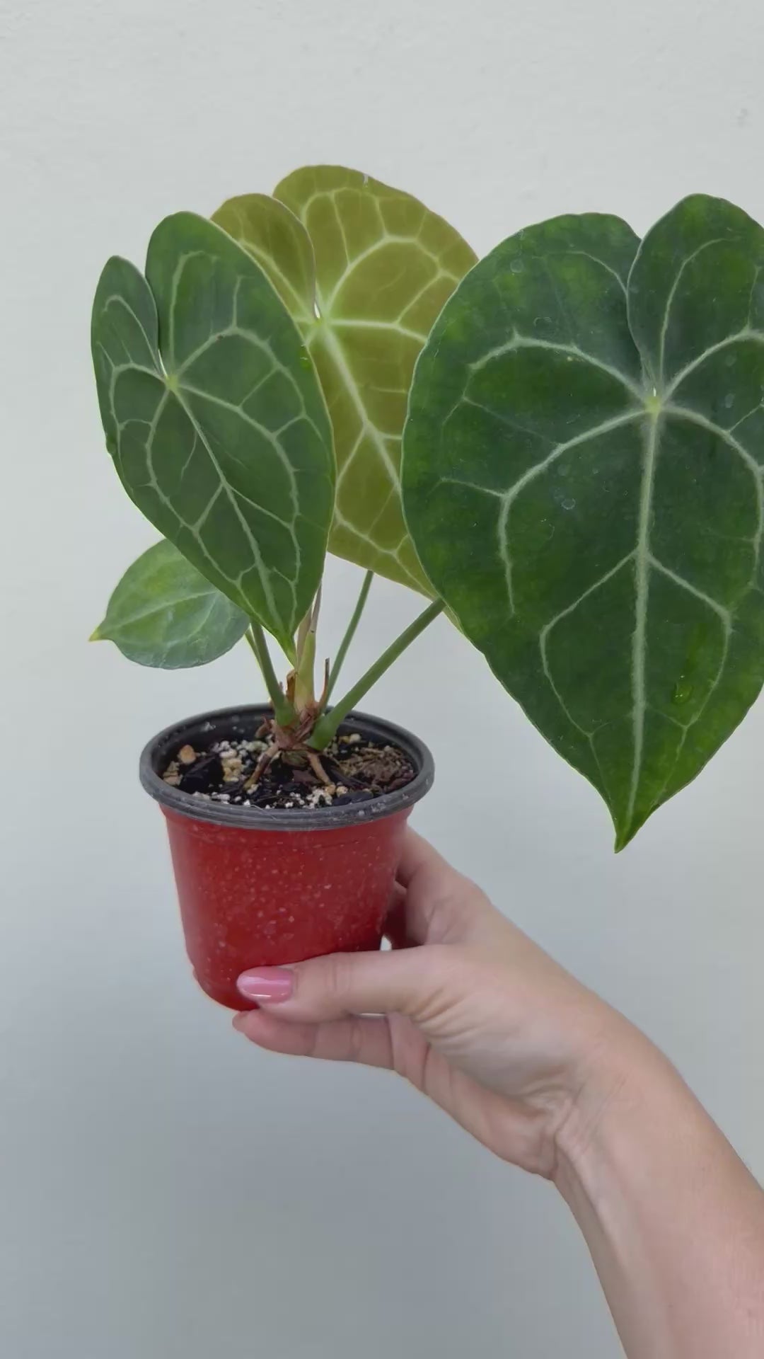 Anthurium Clarinervium: 3" Potted Plant